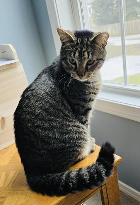 Enlarge Tarzan, a ADOPTABLE Tabby in Rochester, NY image 2/3
