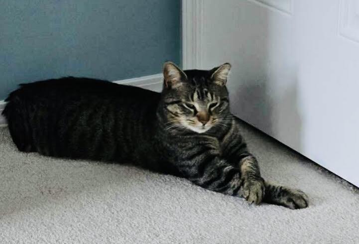 Enlarge Tarzan, a ADOPTABLE Tabby in Rochester, NY image 3/3