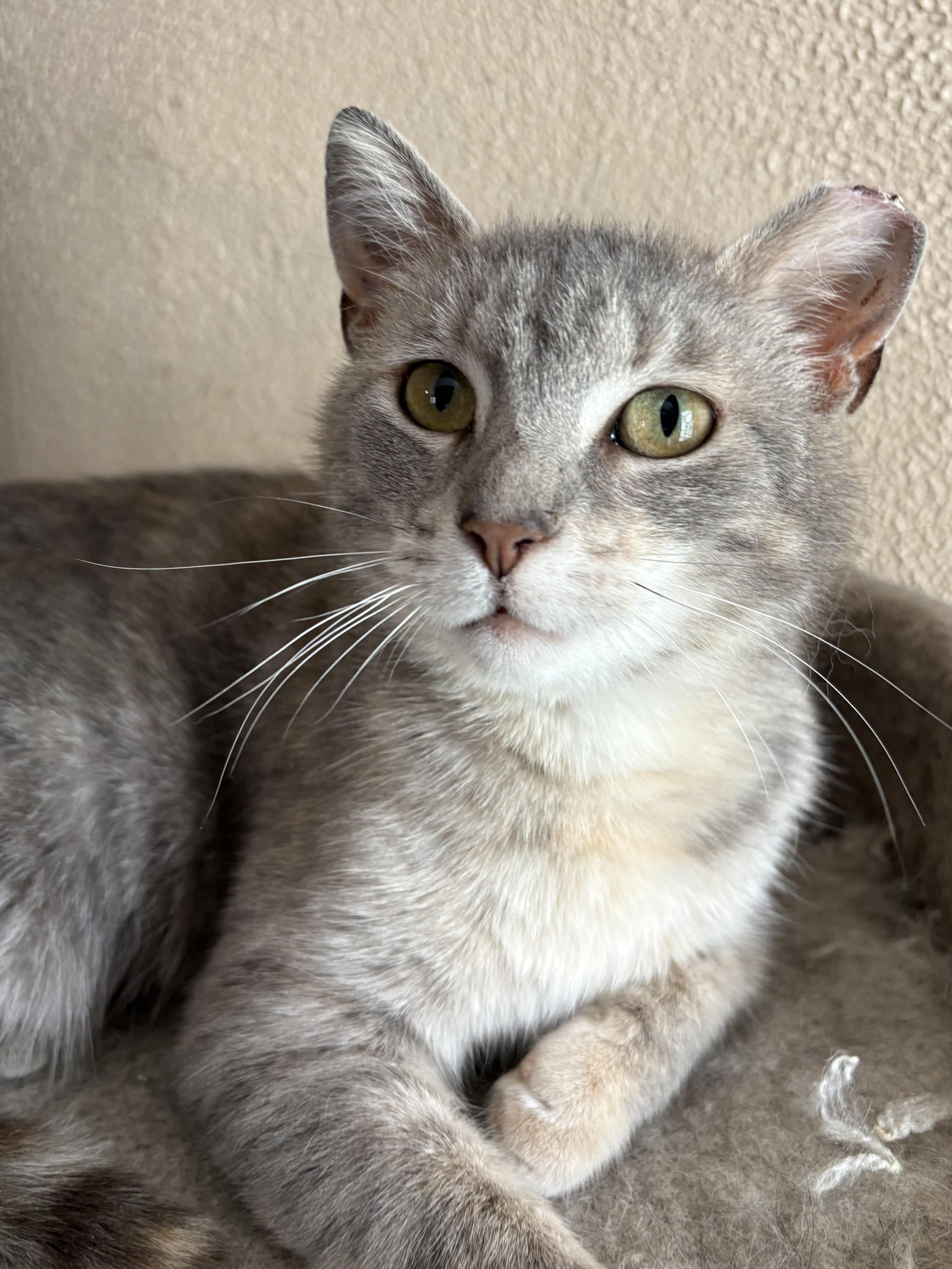 Enlarge Myrna, an adoptable mixed breed in Belvidere, IL image 1/2