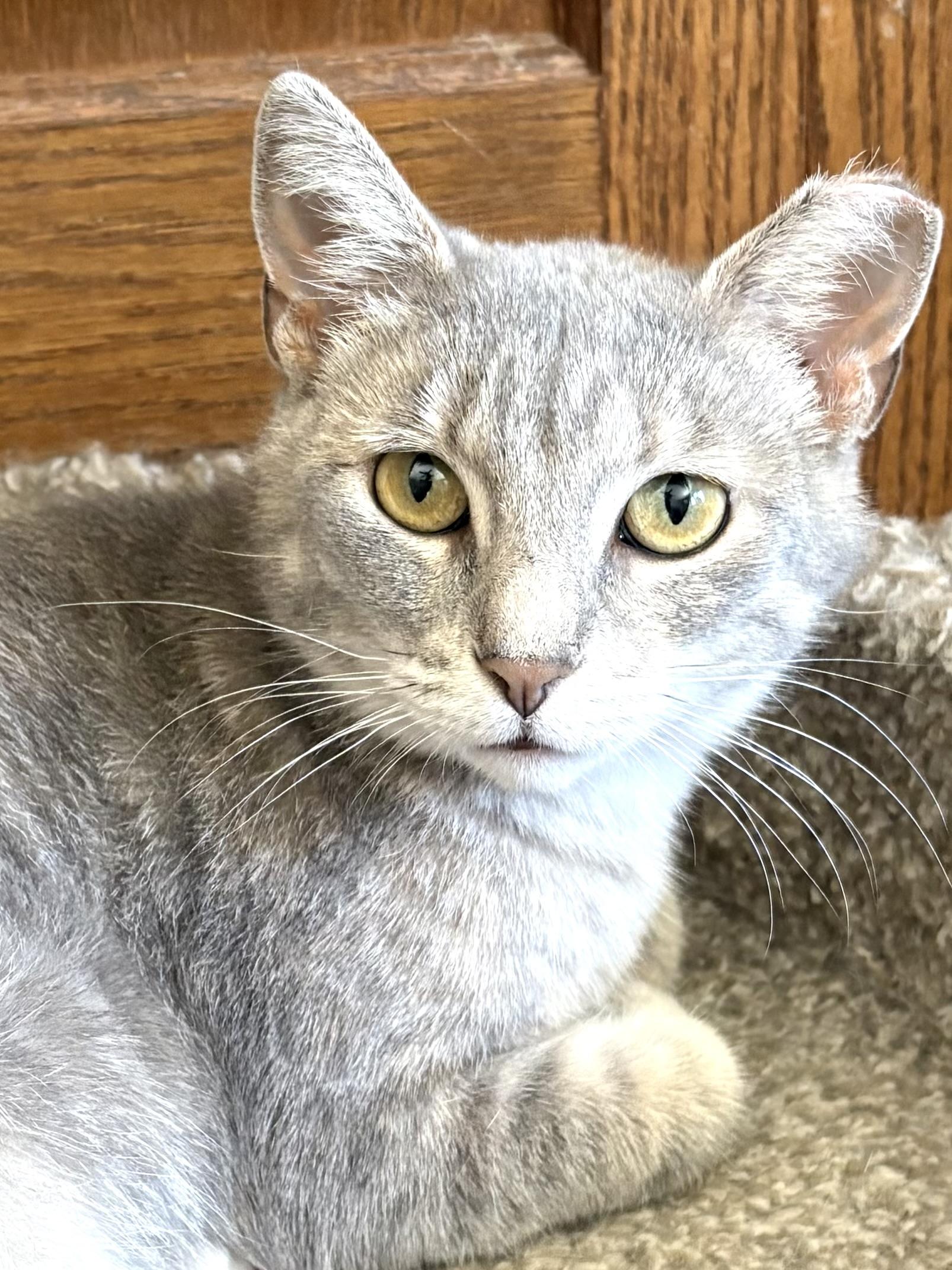 Myrna, an adoptable mixed breed in Belvidere, IL image 1/3