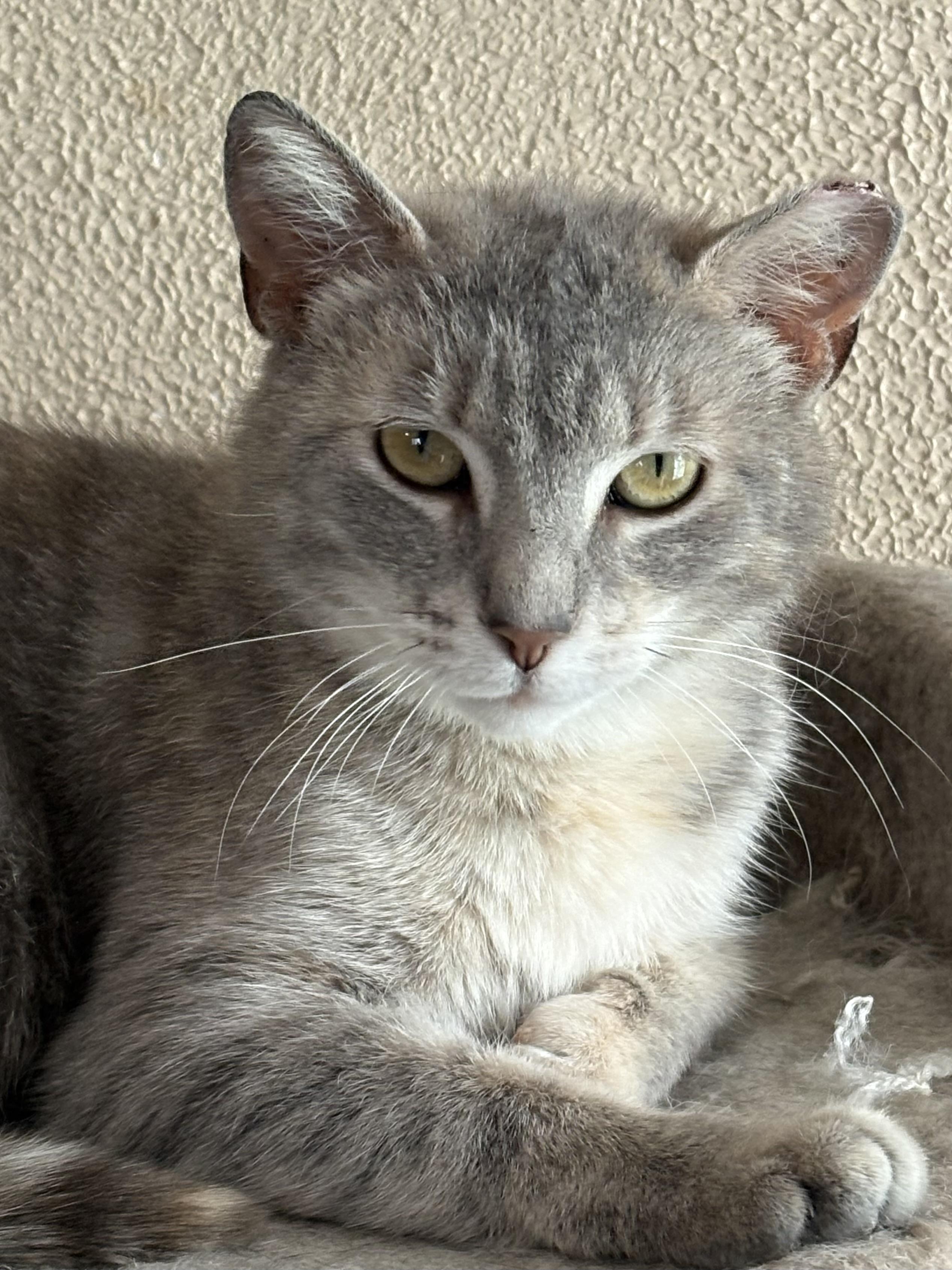 Enlarge Myrna, an adoptable mixed breed in Belvidere, IL image 2/2