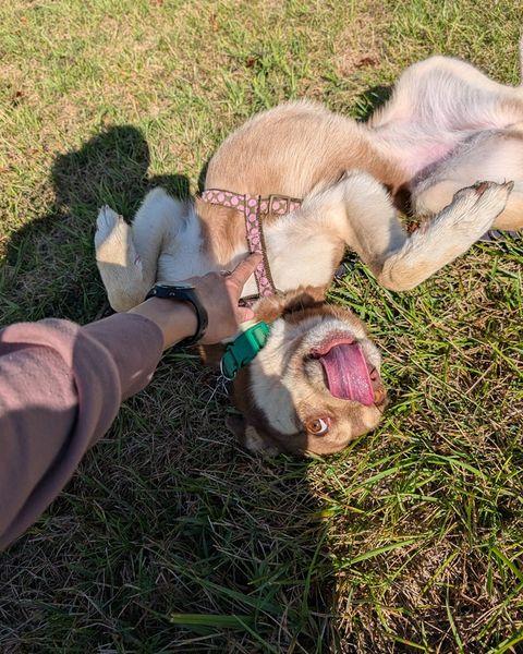 Zena, a Adoptable mixed breed in Merriam, KS image 1/3