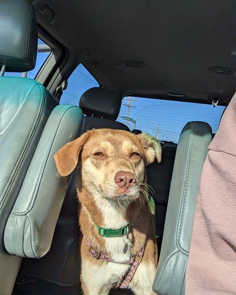 Zena, a Adoptable mixed breed in Merriam, KS image 2/3