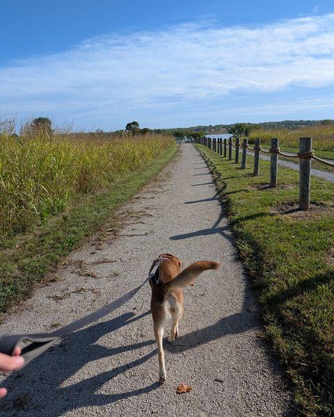 Zena, a Adoptable mixed breed in Merriam, KS image 3/3