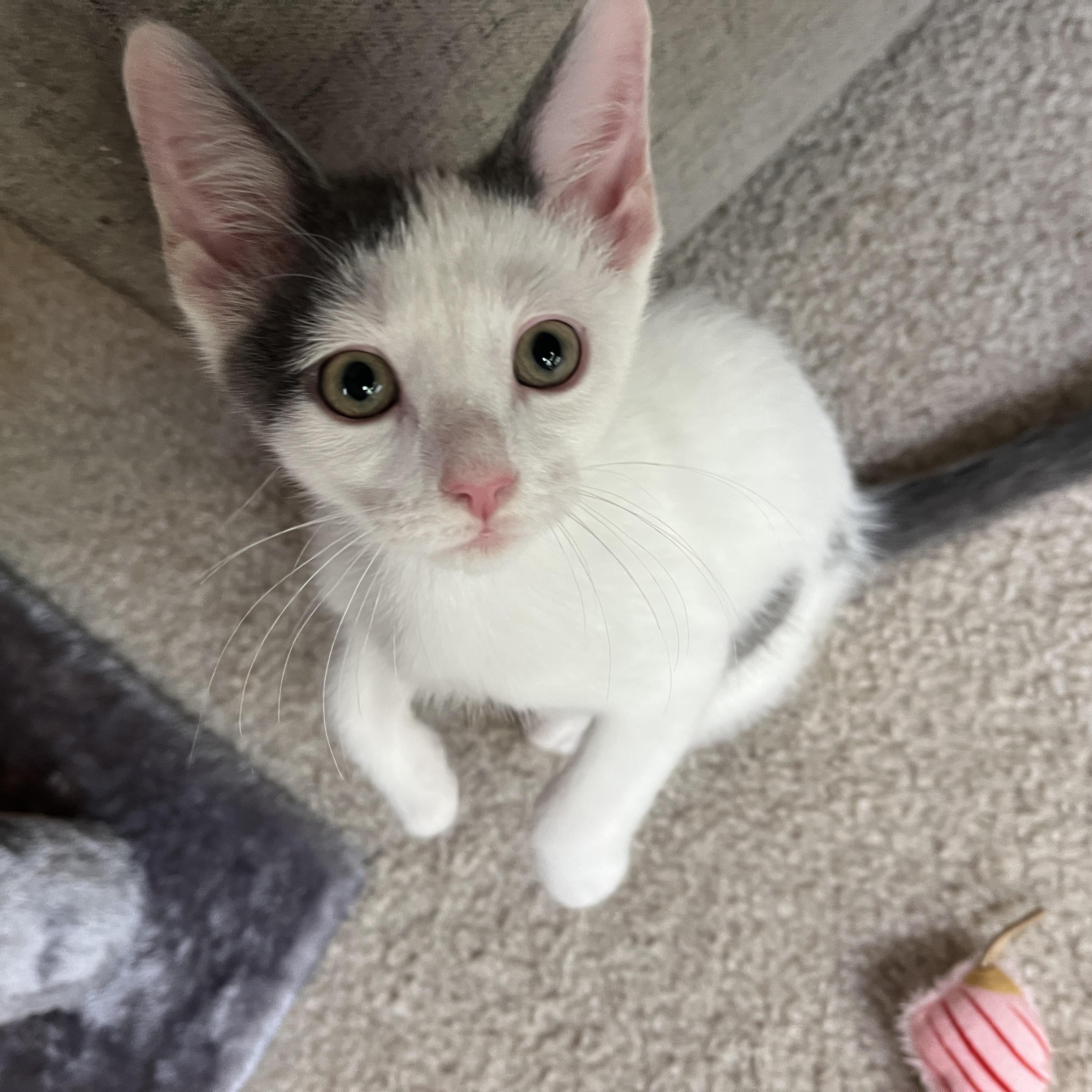 Chuckie, adopted, Kitten Male Domestic Short Hair.