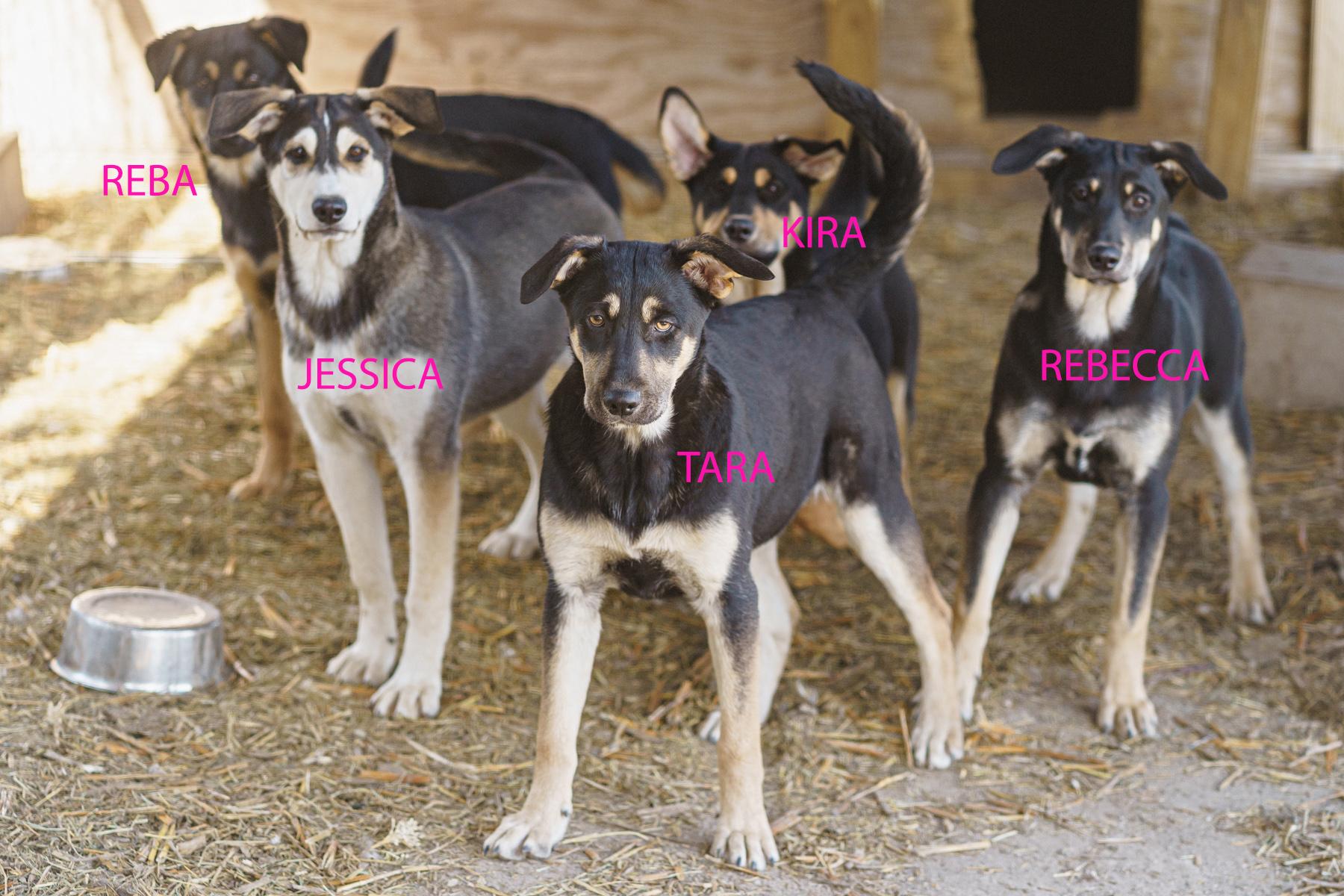 Enlarge Tara, a Adoptable mixed breed in LAMPASAS, TX image 3/6