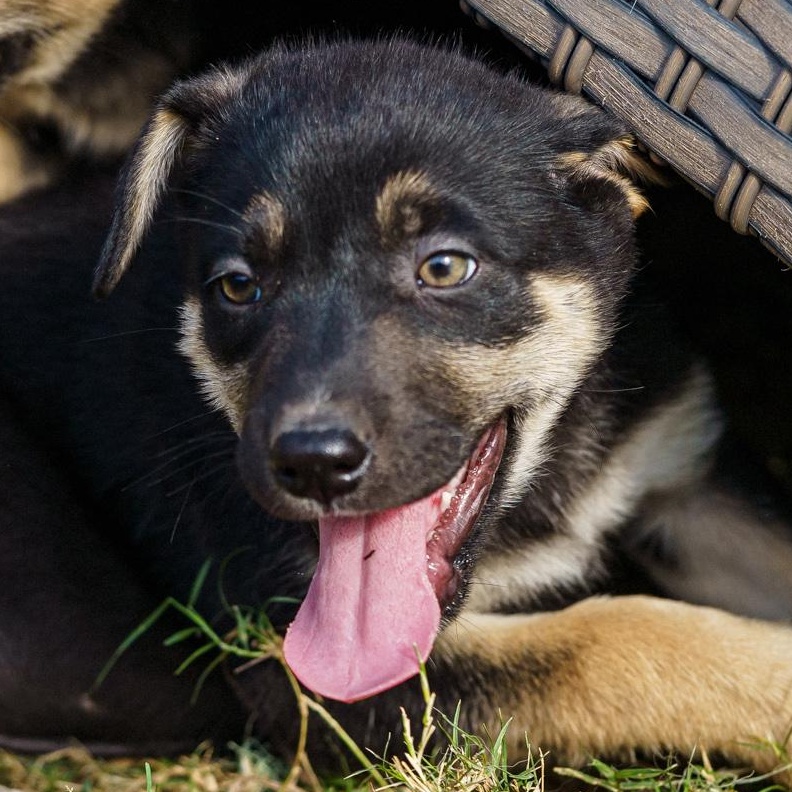 Enlarge Tara, a Adoptable mixed breed in LAMPASAS, TX image 4/6