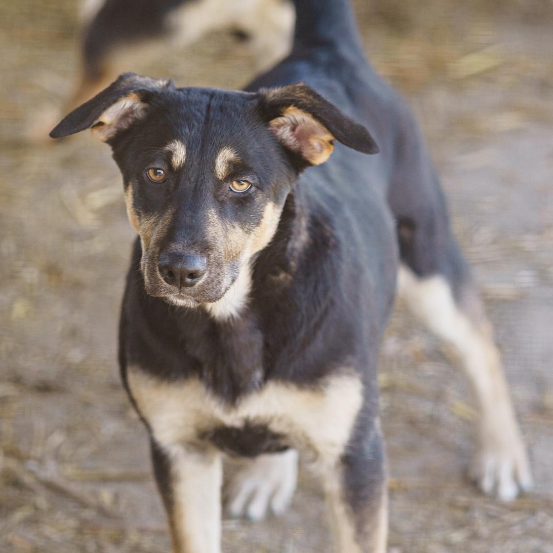 Enlarge Tara, a Adoptable mixed breed in LAMPASAS, TX image 1/6