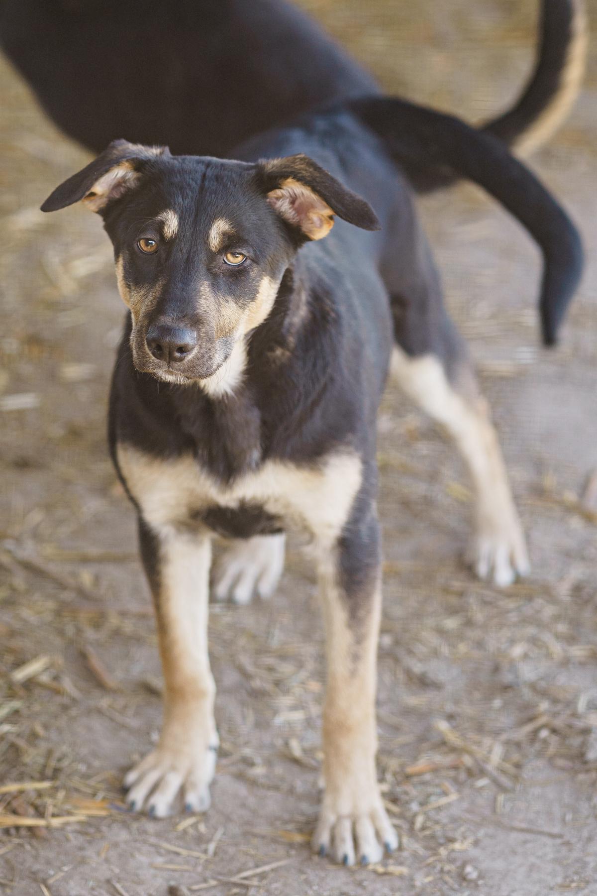Enlarge Tara, a Adoptable mixed breed in LAMPASAS, TX image 2/6