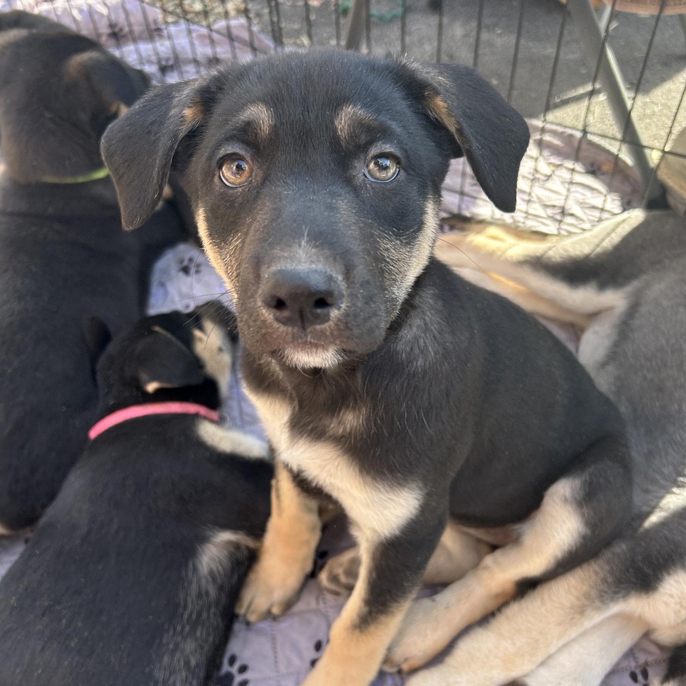 Enlarge Tara, a Adoptable mixed breed in LAMPASAS, TX image 5/6