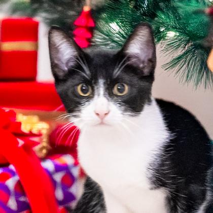 Enlarge Terrence, a Adoptable Domestic Short Hair in Camano Island, WA image 1/2