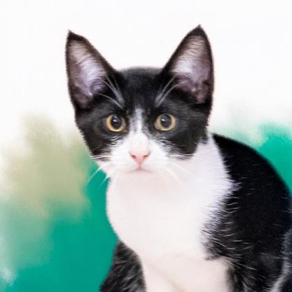 Enlarge Terrence, a Adoptable Domestic Short Hair in Camano Island, WA image 2/2