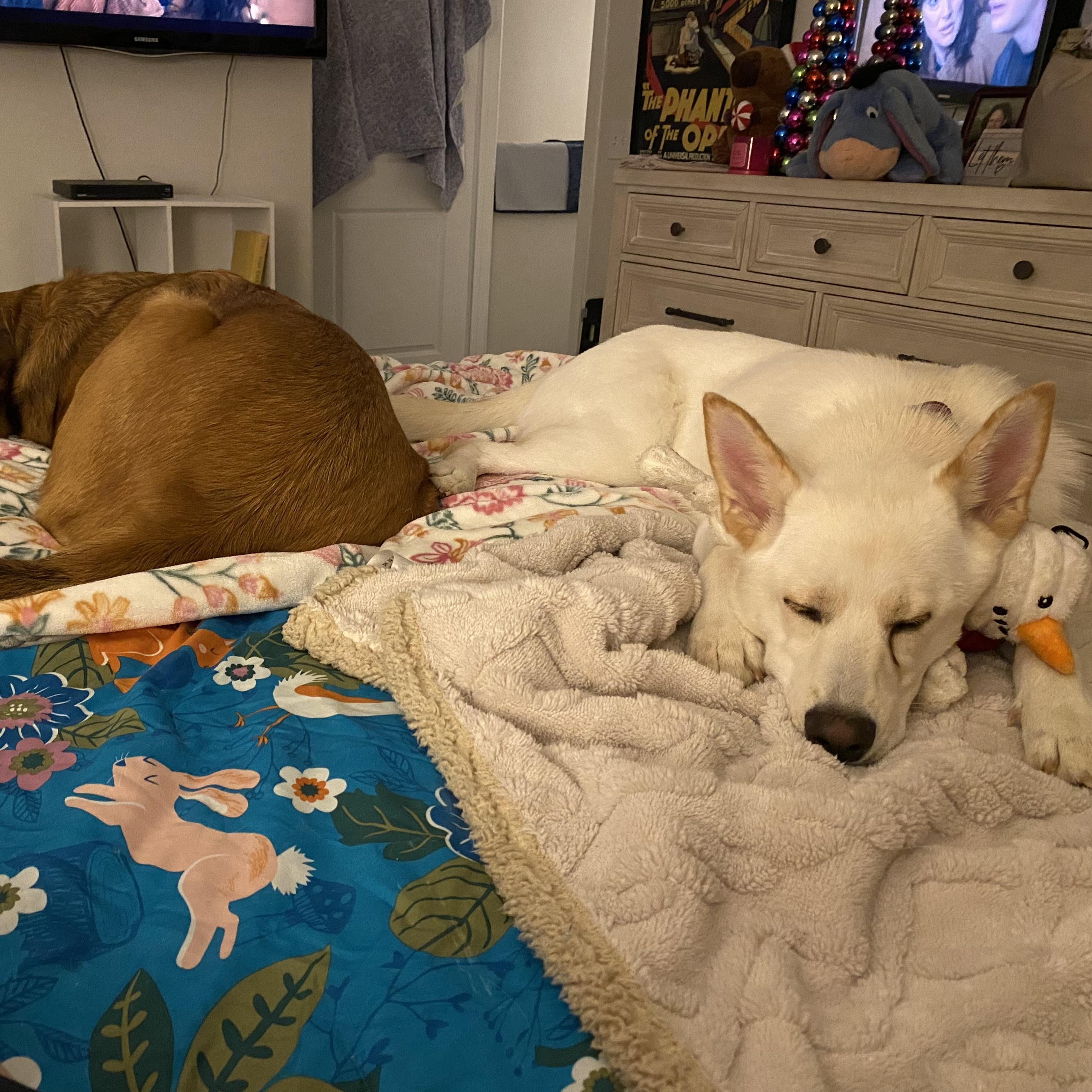 Enlarge Princess Snow, a Adoptable mixed breed in Hartford, CT image 3/6