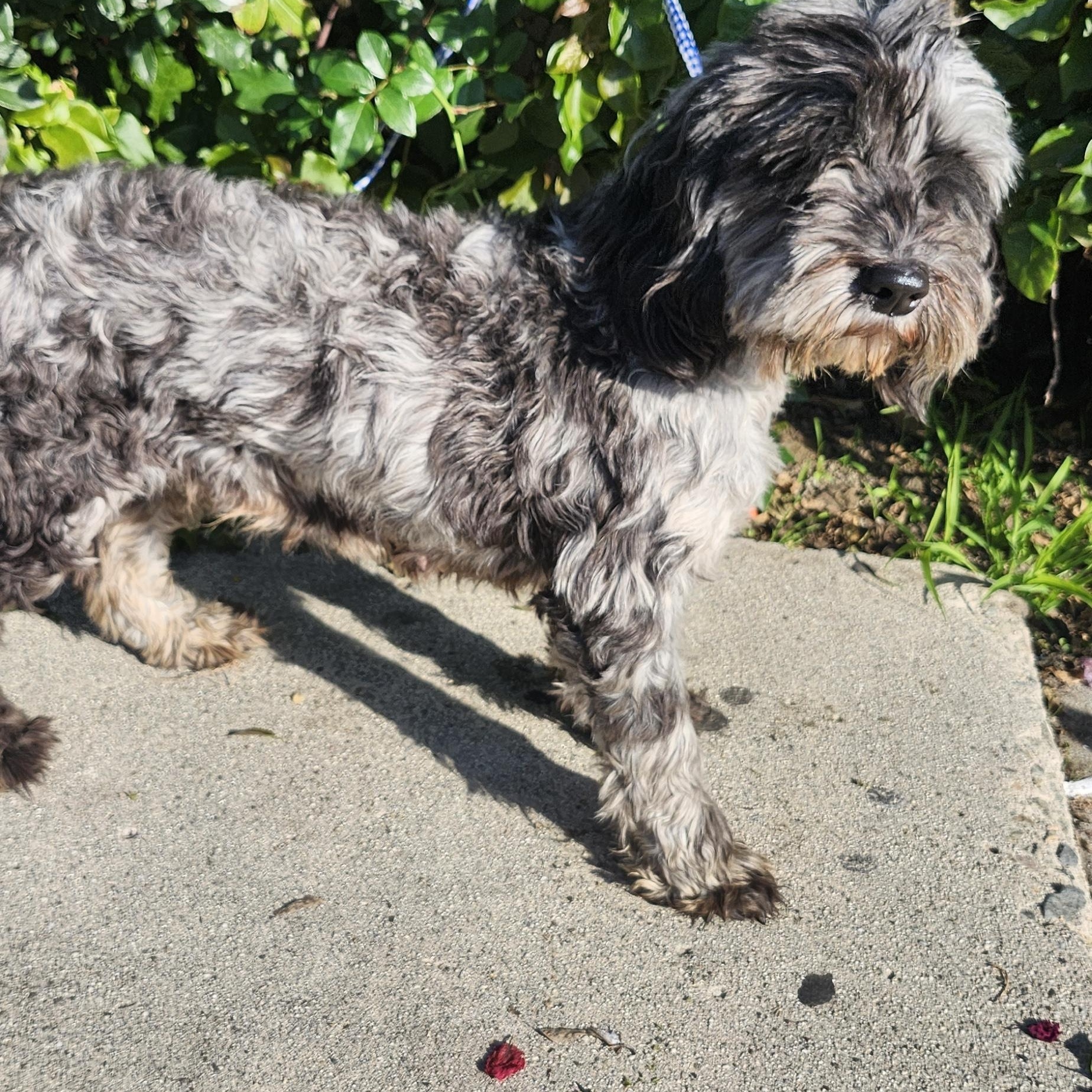 Pepper, a Adoptable Cockapoo in Torrance, CA image 2/3