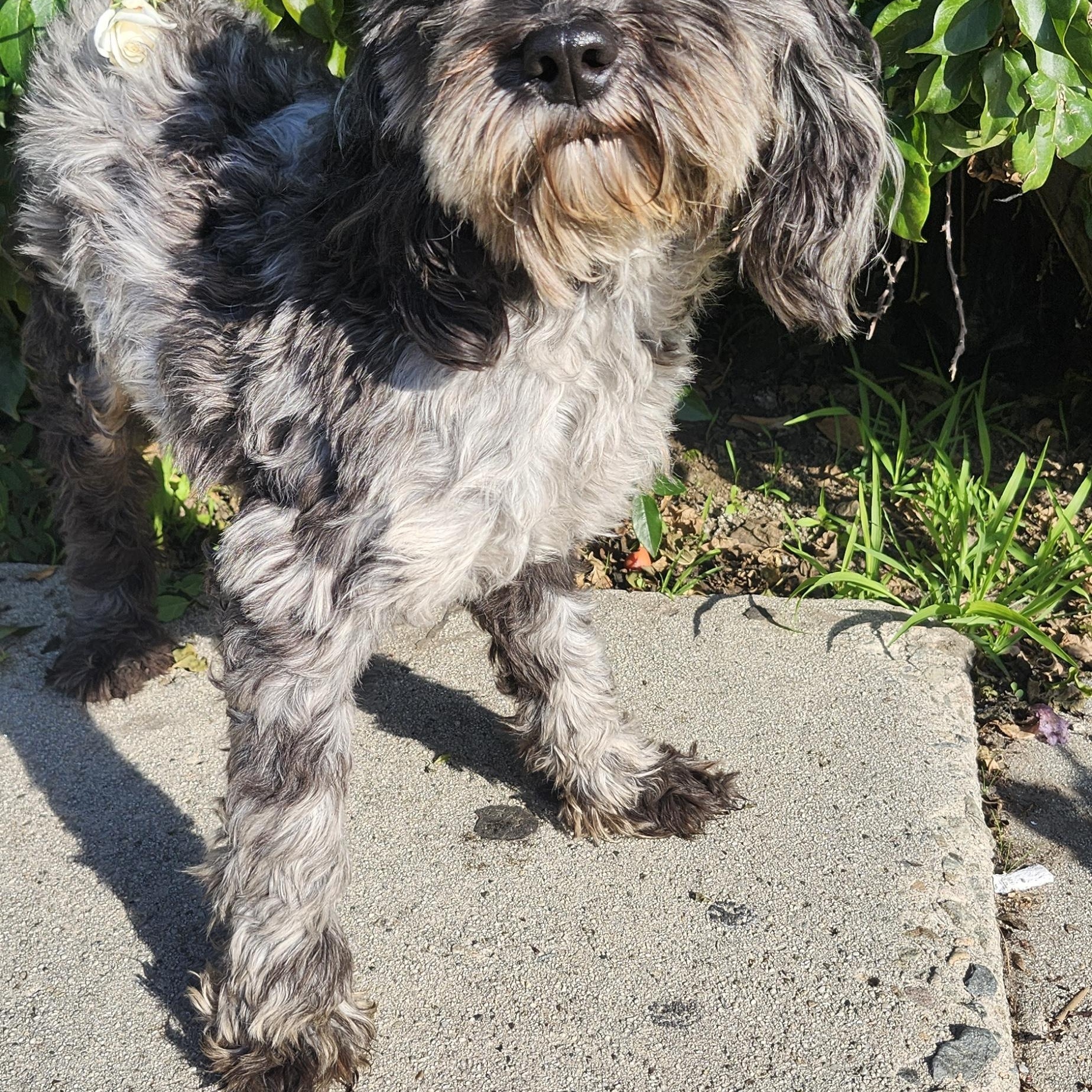 Pepper, a Adoptable Cockapoo in Torrance, CA image 3/3