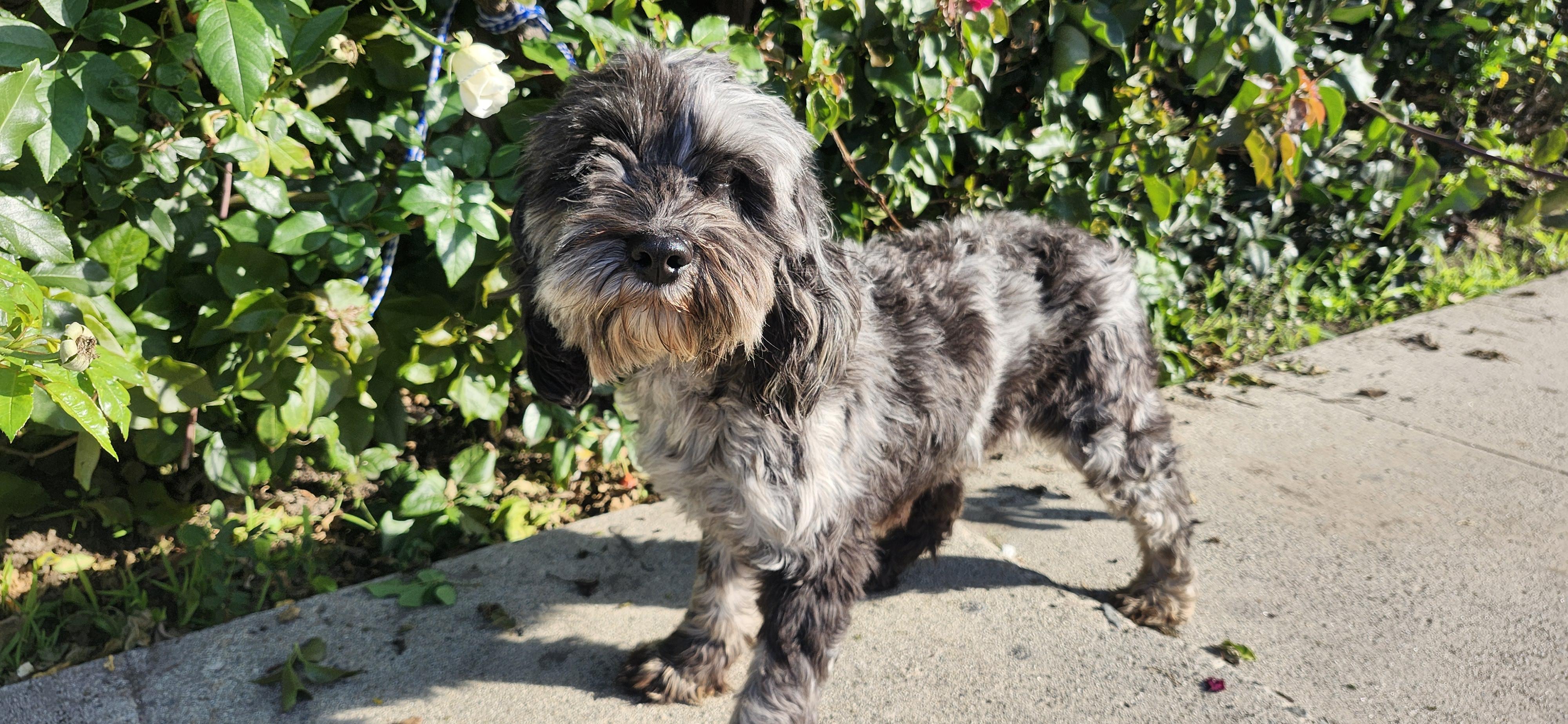 Pepper, Adoptable, Young Female Cockapoo.