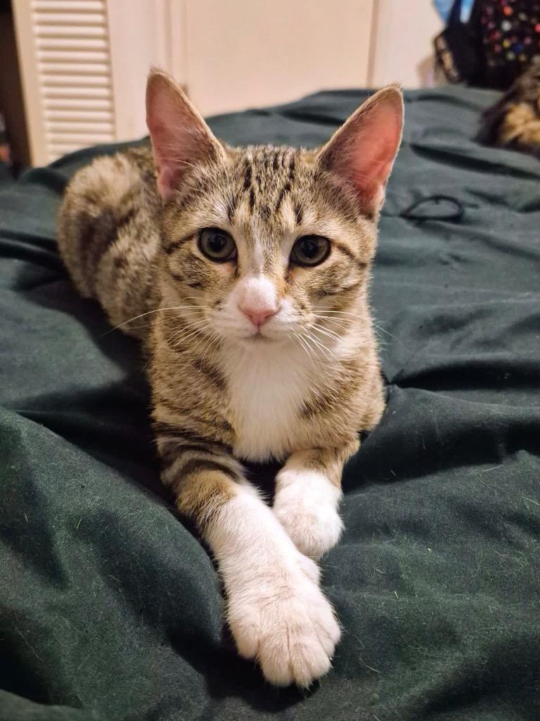 Leona, Adoptable, Kitten Female Domestic Short Hair.