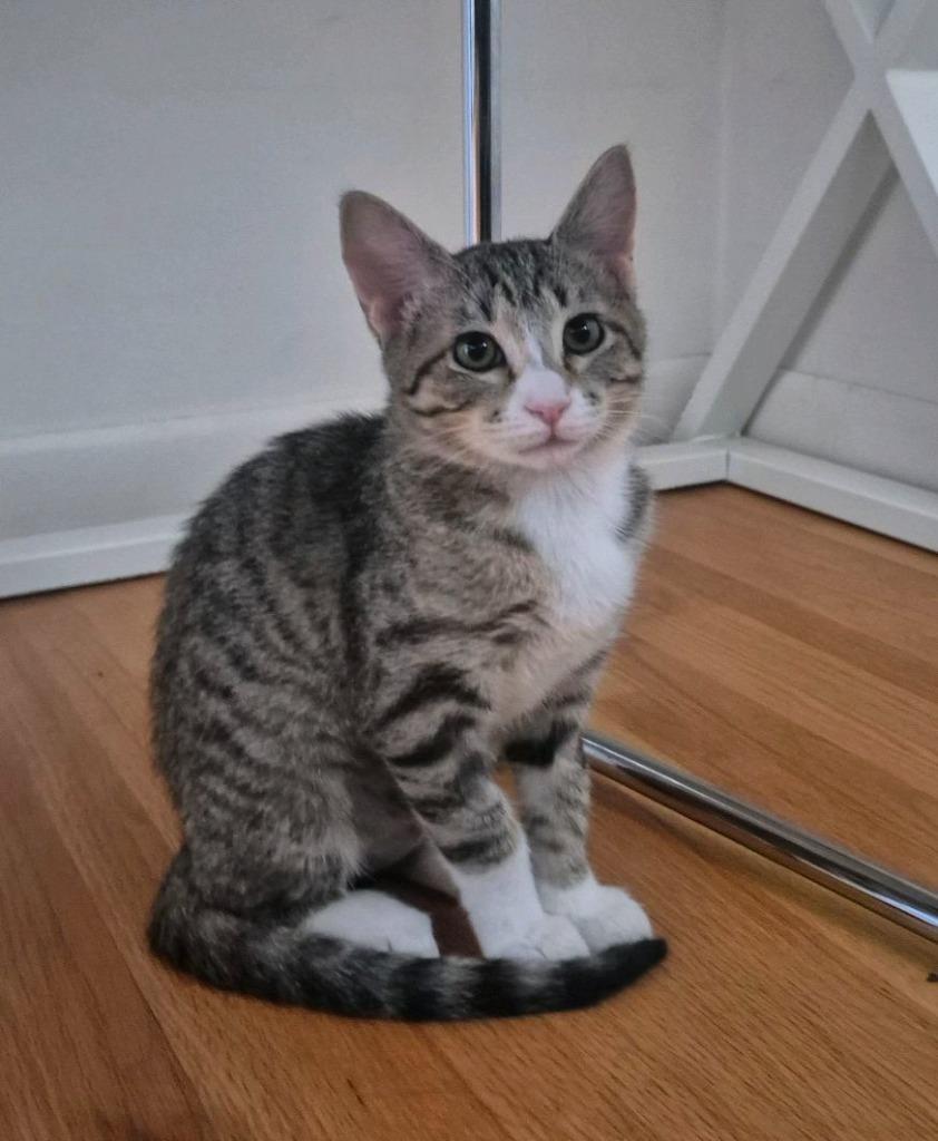 Enlarge Leona, a Adoptable mixed breed in Tulsa, OK image 5/6