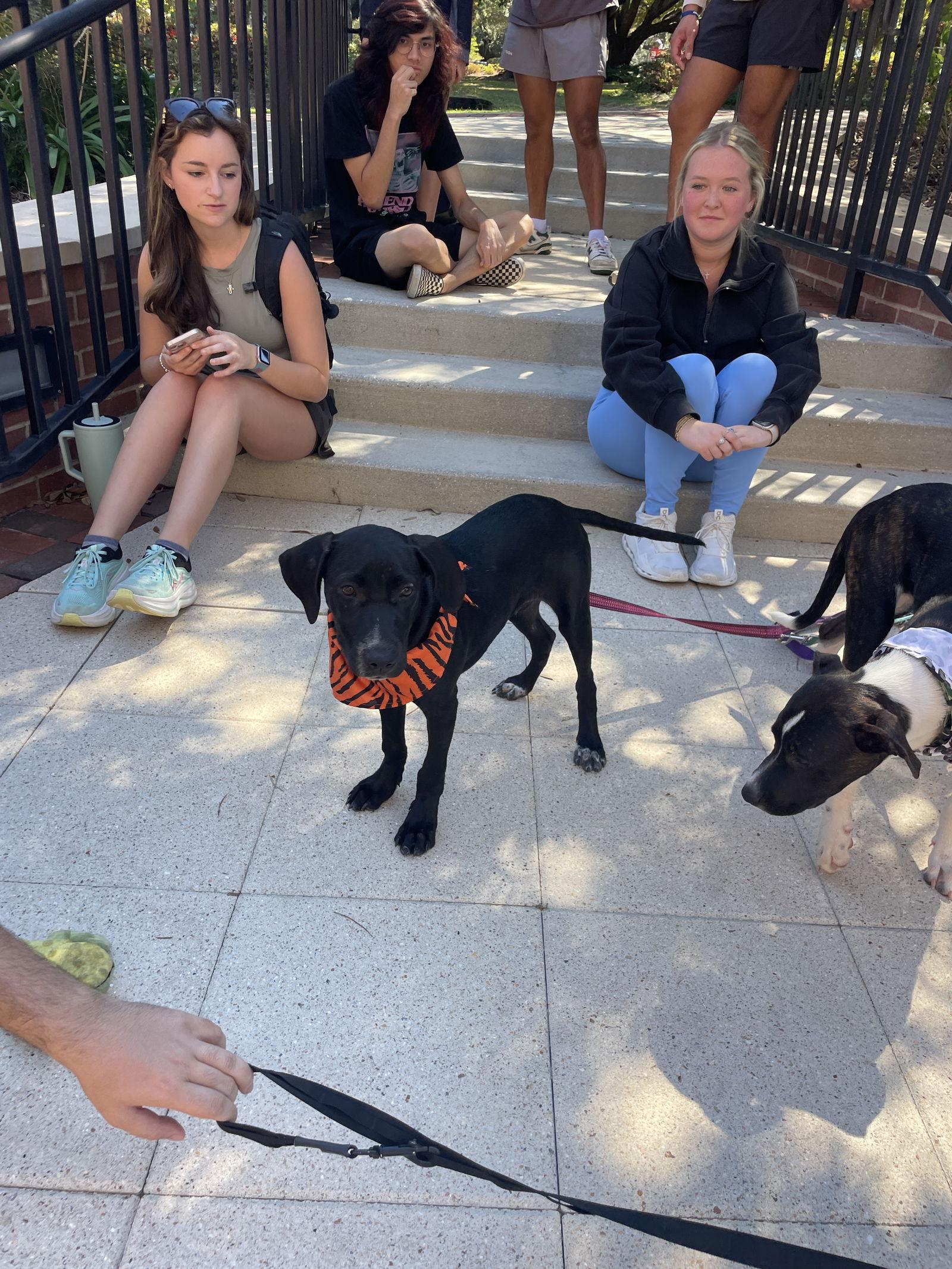 Pavi, Adoptable, Puppy Male Labrador Retriever & Hound.