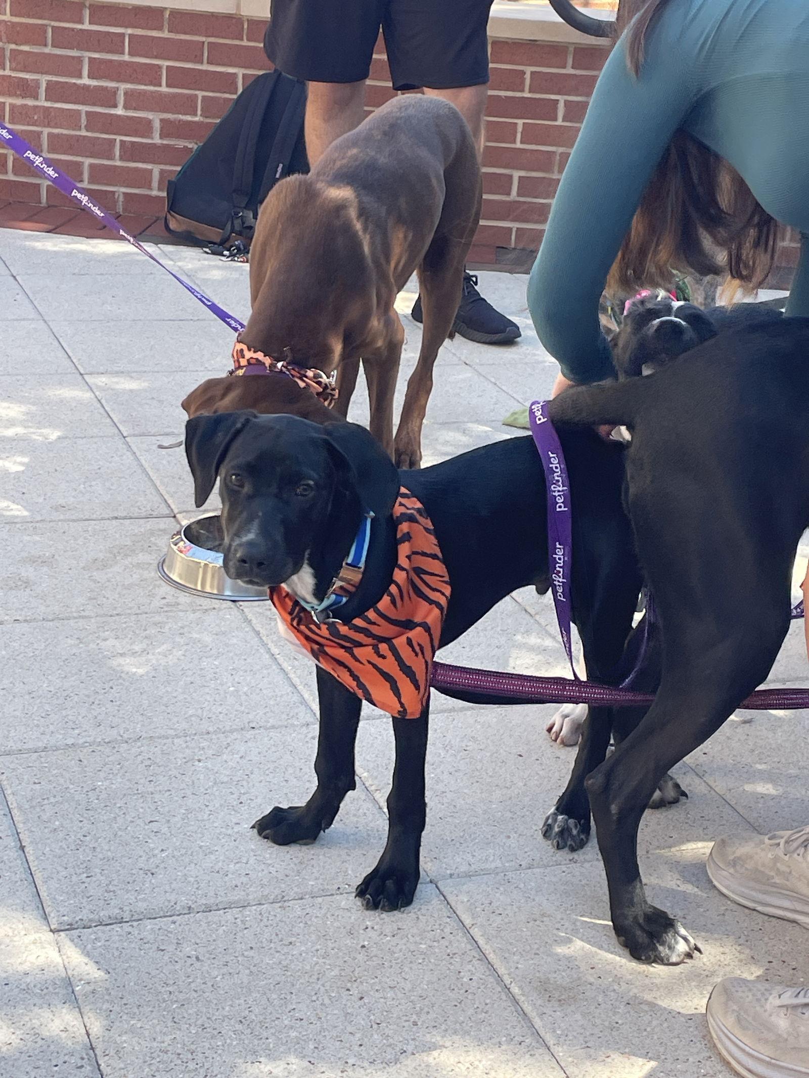 Pavi, a Adoptable mixed breed in Mobile, AL image 2/2