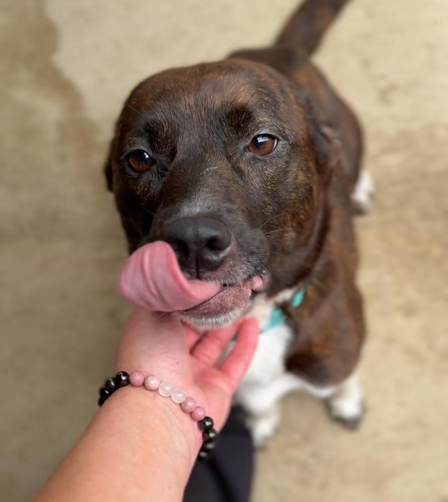 TORI: $0 to adopt!, Adoptable, Adult Female Mixed Breed.