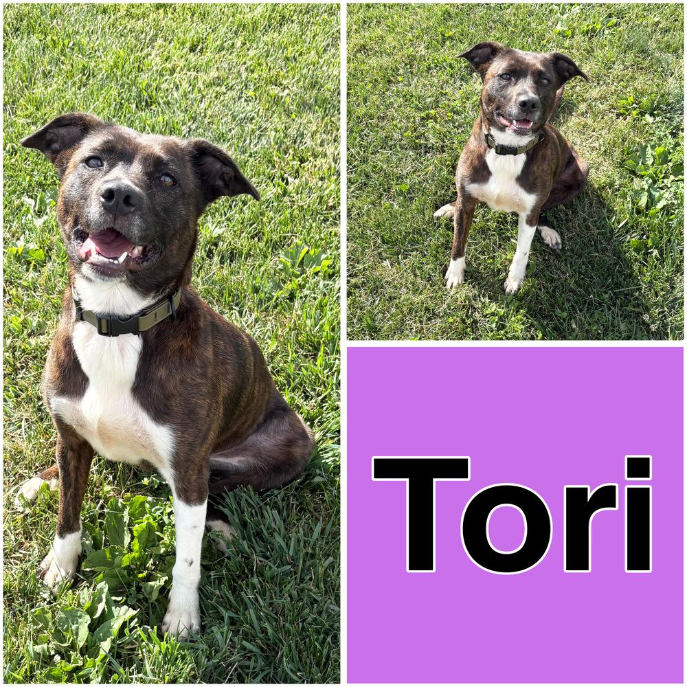 TORI: $0 to adopt + 1 yr FREE Heartworm Prevention, a Adoptable mixed breed in Rochester, IN image 2/6