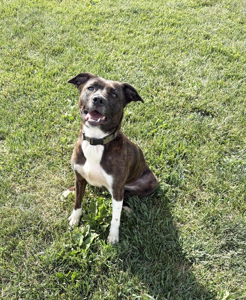 TORI: $0 to adopt + 1 yr FREE Heartworm Prevention, a Adoptable mixed breed in Rochester, IN image 3/6