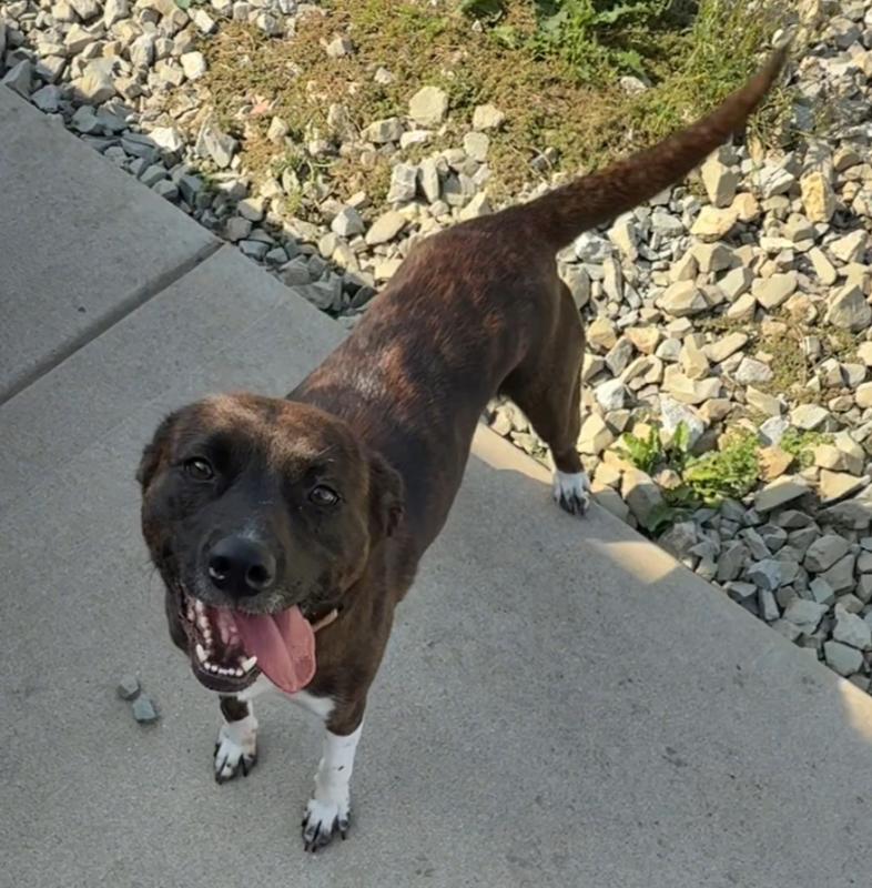 TORI: $0 to adopt!, a Adoptable mixed breed in Rochester, IN image 2/4