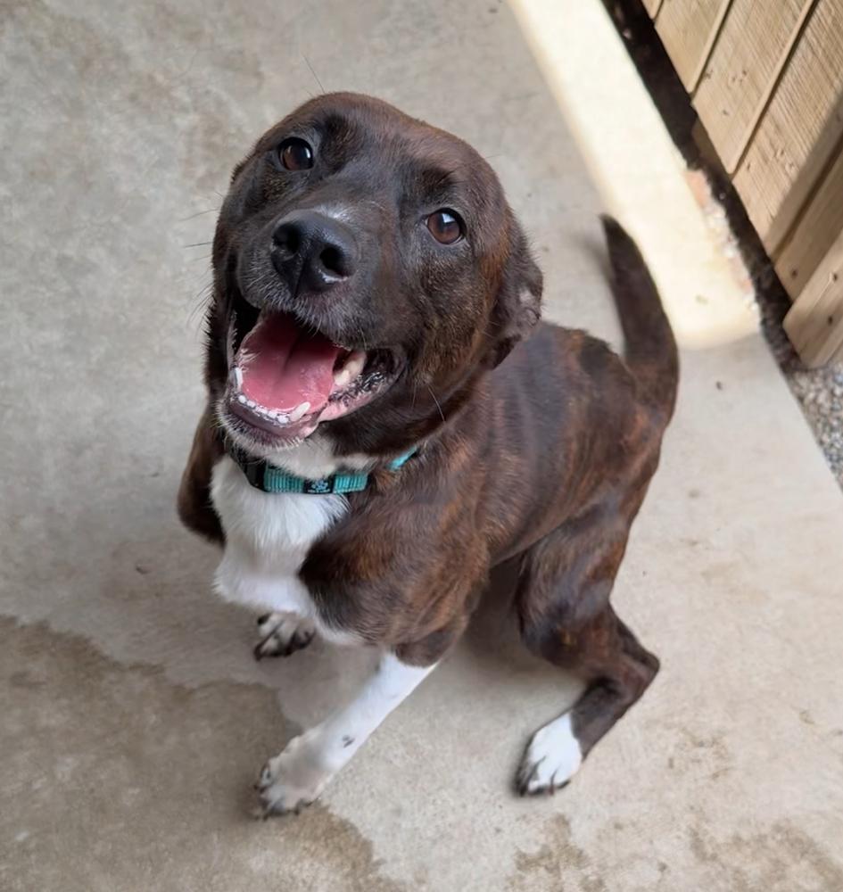 TORI: $0 to adopt!, a Adoptable mixed breed in Rochester, IN image 3/4
