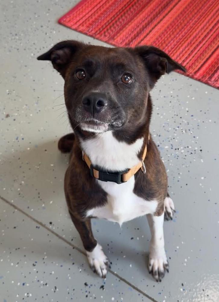 TORI: $0 to adopt!, a Adoptable mixed breed in Rochester, IN image 4/4