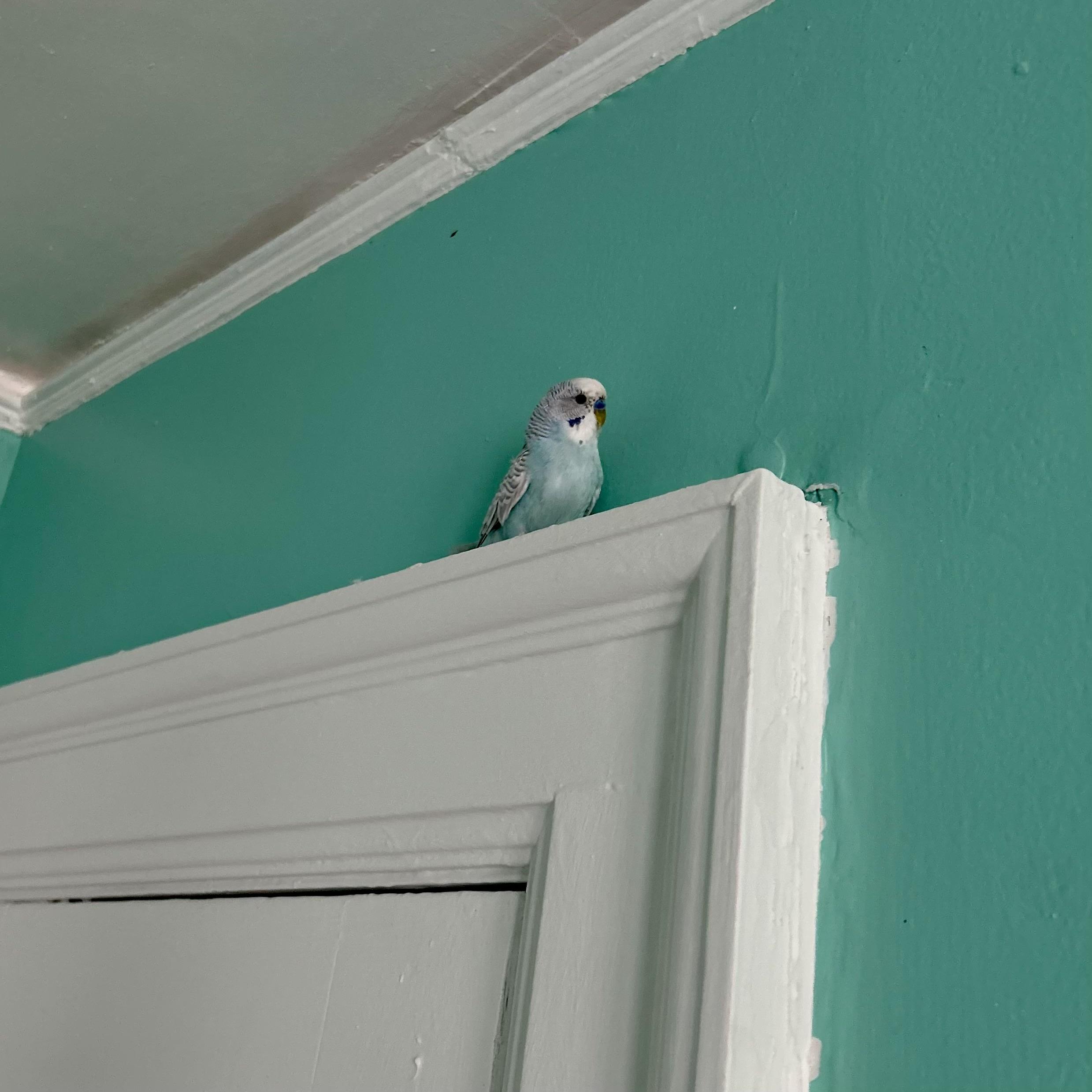 Enlarge Troy, a ADOPTABLE Parakeet (Other) in China Township, MI image 4/5