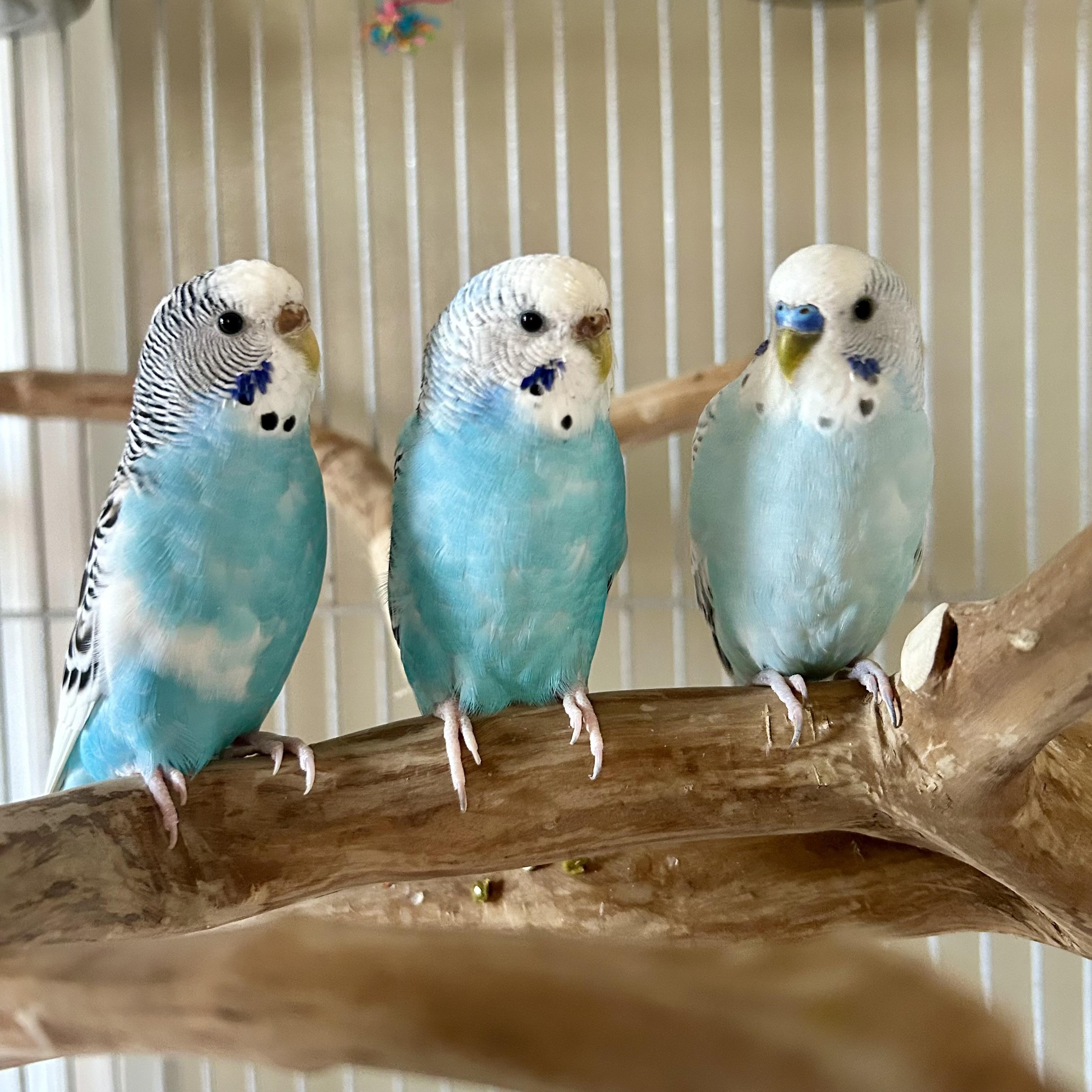 Enlarge Troy, a ADOPTABLE Parakeet (Other) in China Township, MI image 4/4