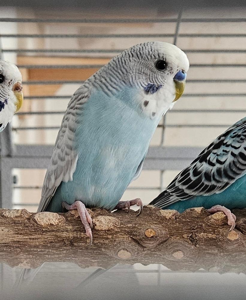 Enlarge Troy, a ADOPTABLE Parakeet (Other) in China Township, MI image 1/4