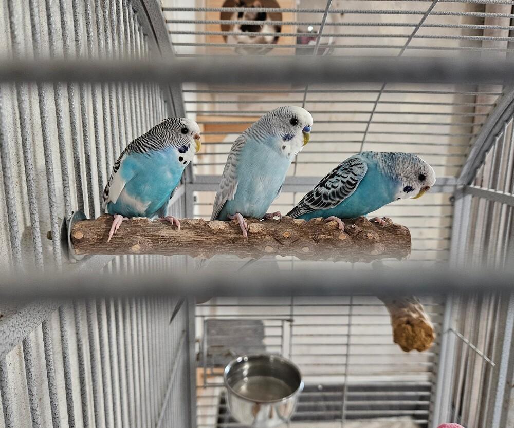 Enlarge Troy, a ADOPTABLE Parakeet (Other) in China Township, MI image 3/4