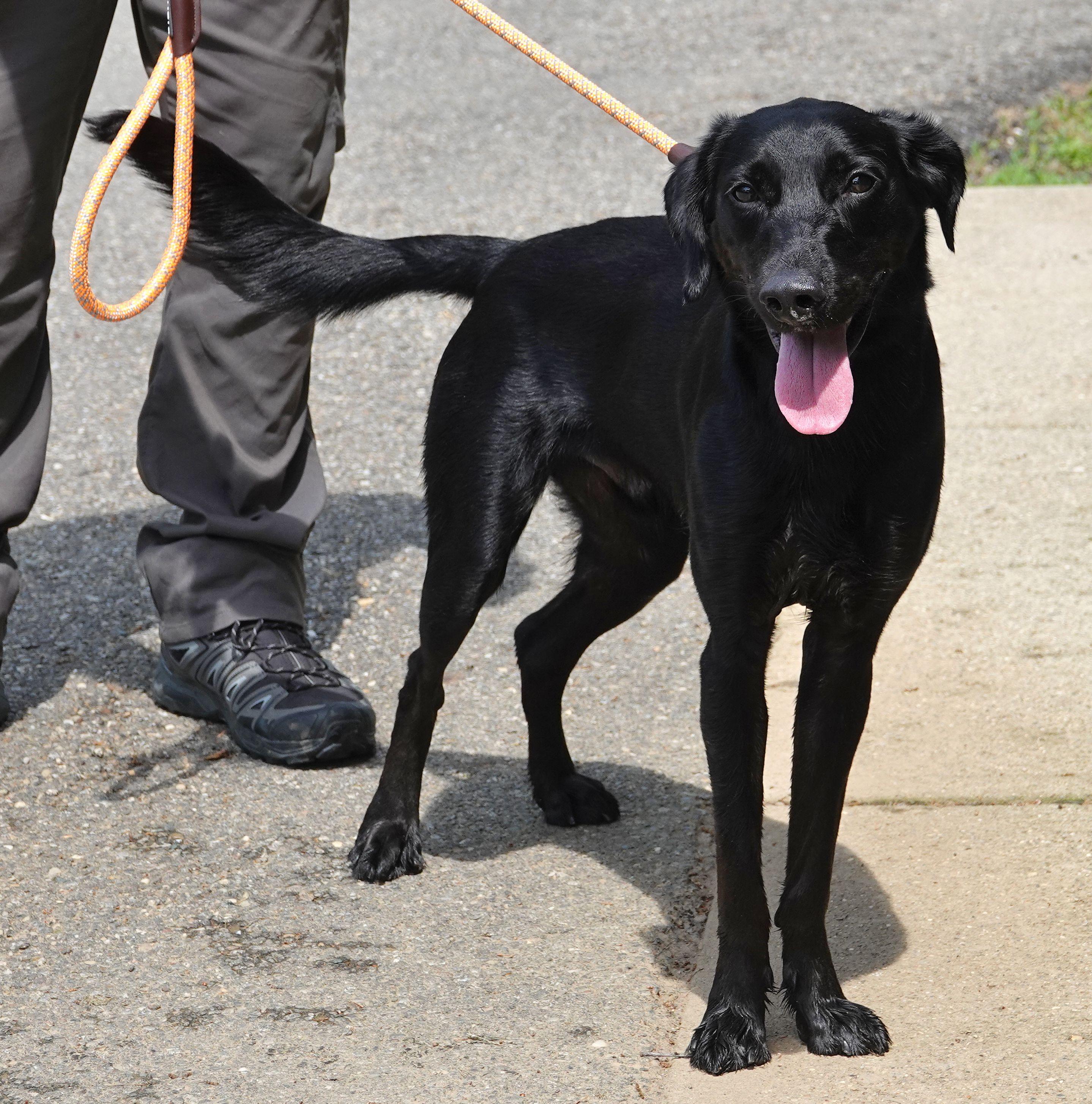 Blaze - REDUCED ADOPTION FEE photo 2