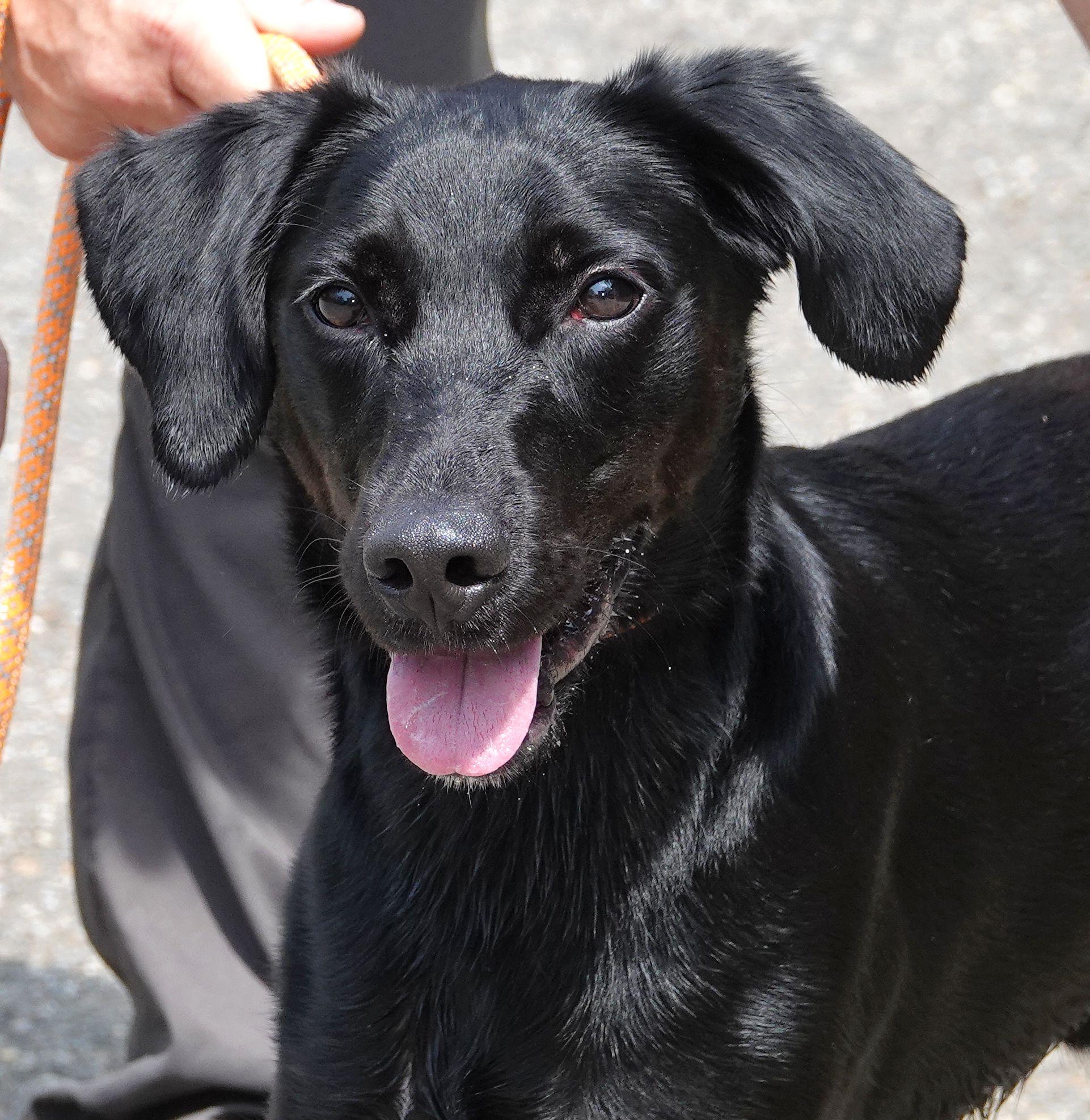 Blaze - REDUCED ADOPTION FEE