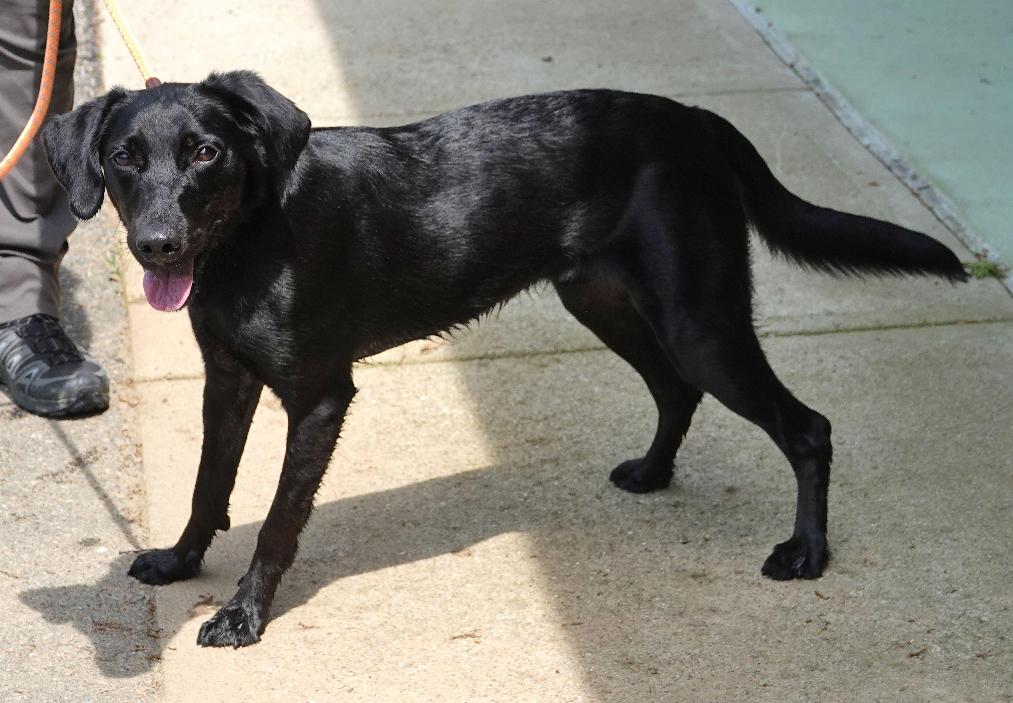 Blaze - REDUCED ADOPTION FEE photo 3