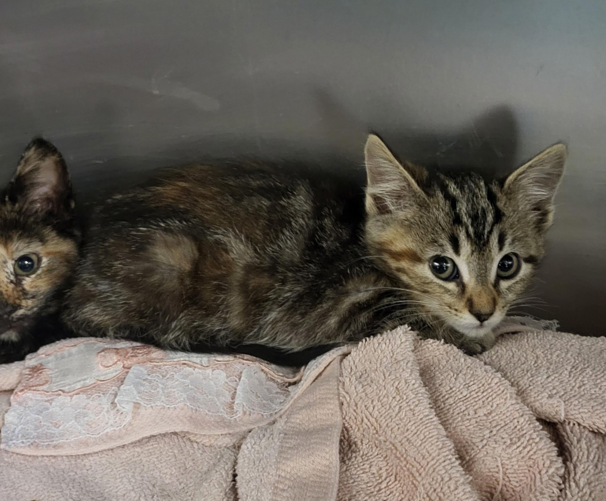 Flavor Ice, Baby Female Domestic Short Hair