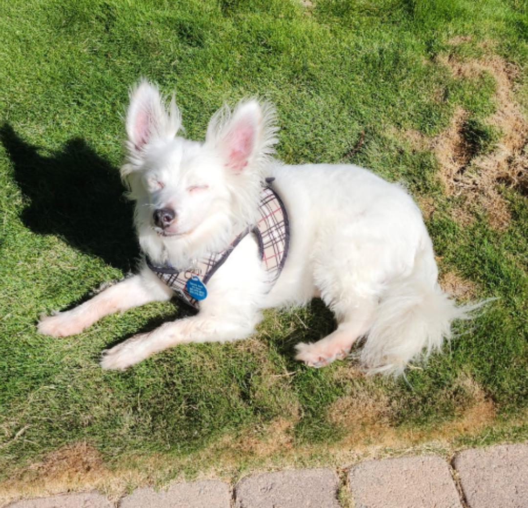 Hendrix, a Adoptable mixed breed in Thousand Oaks, CA image 1/5