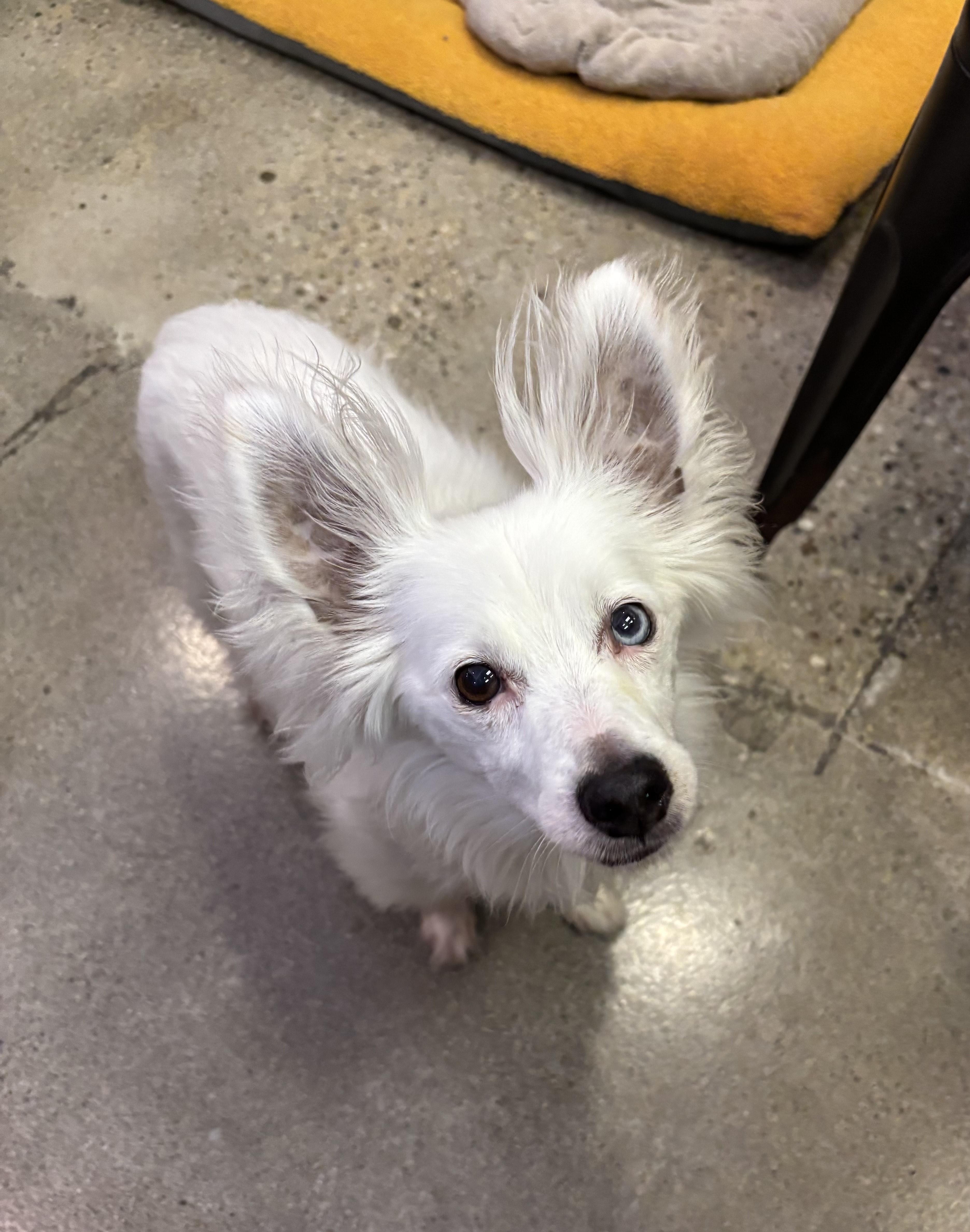 Hendrix, a Adoptable mixed breed in Thousand Oaks, CA image 2/5