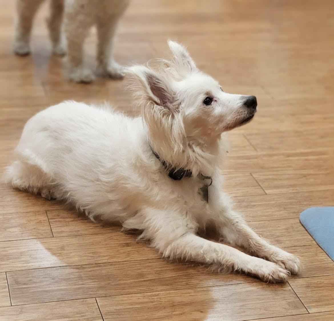 Hendrix, a Adoptable mixed breed in Thousand Oaks, CA image 3/5