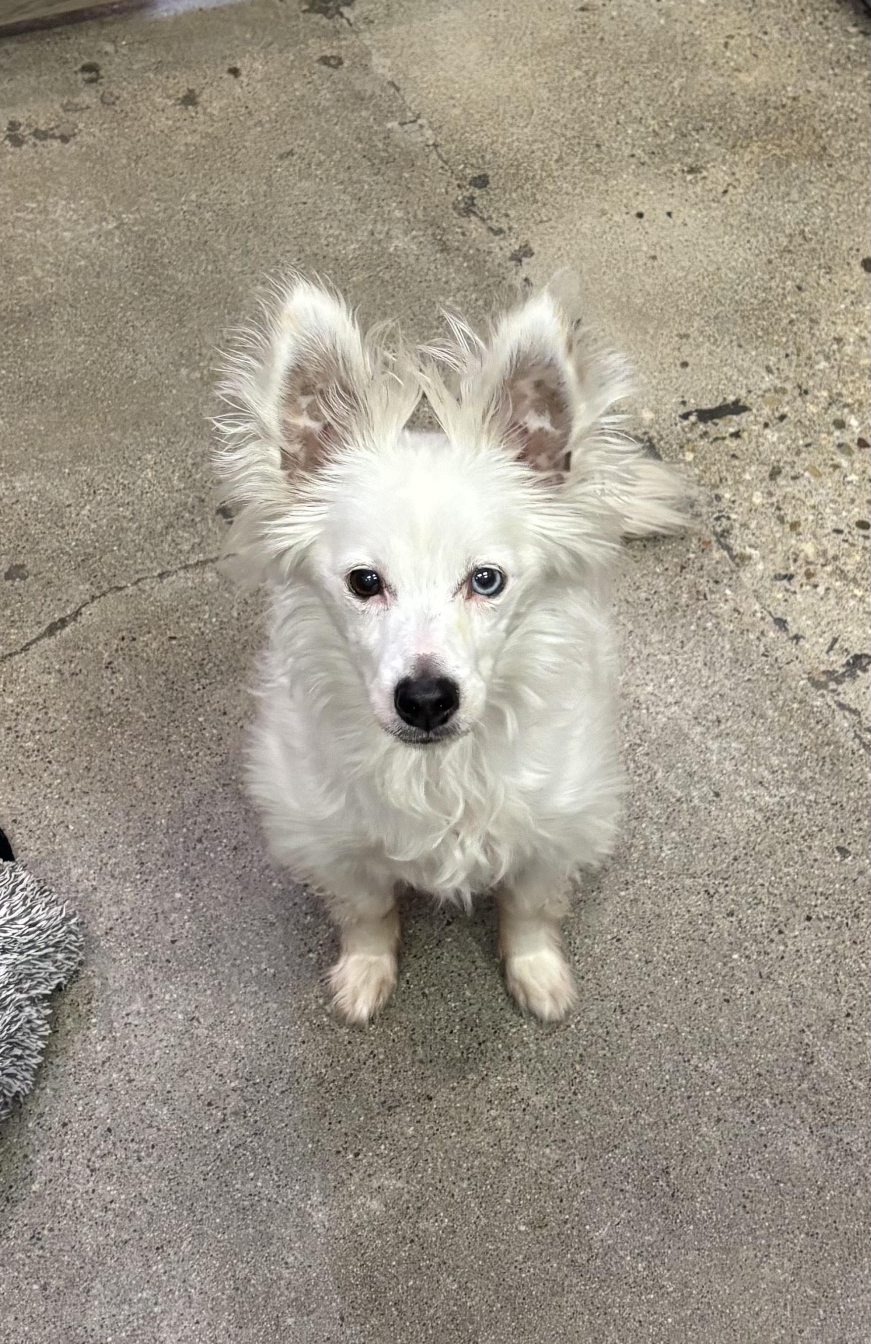 Hendrix, a Adoptable mixed breed in Thousand Oaks, CA image 5/5