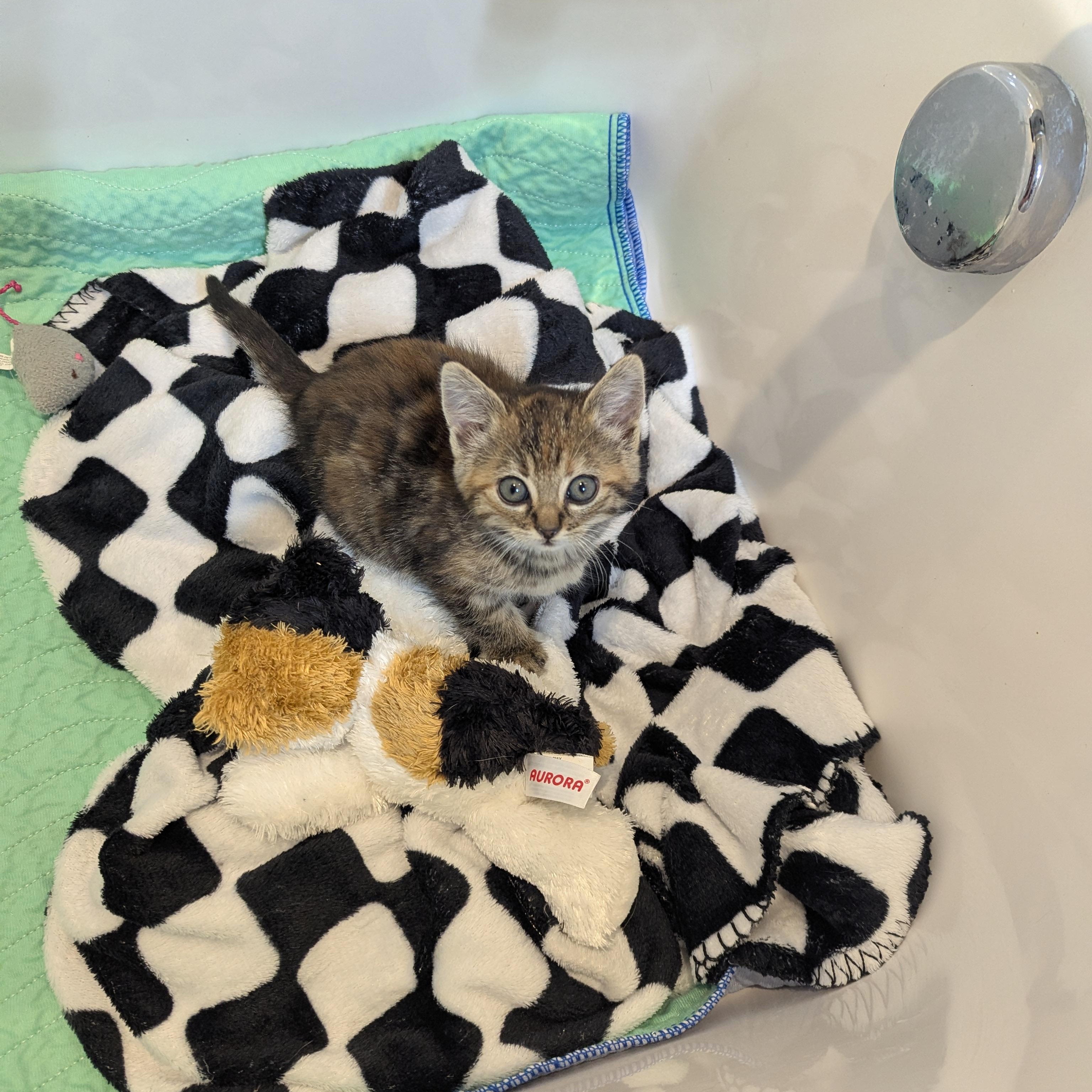 Coyote, adopted, Kitten Female Domestic Medium Hair.