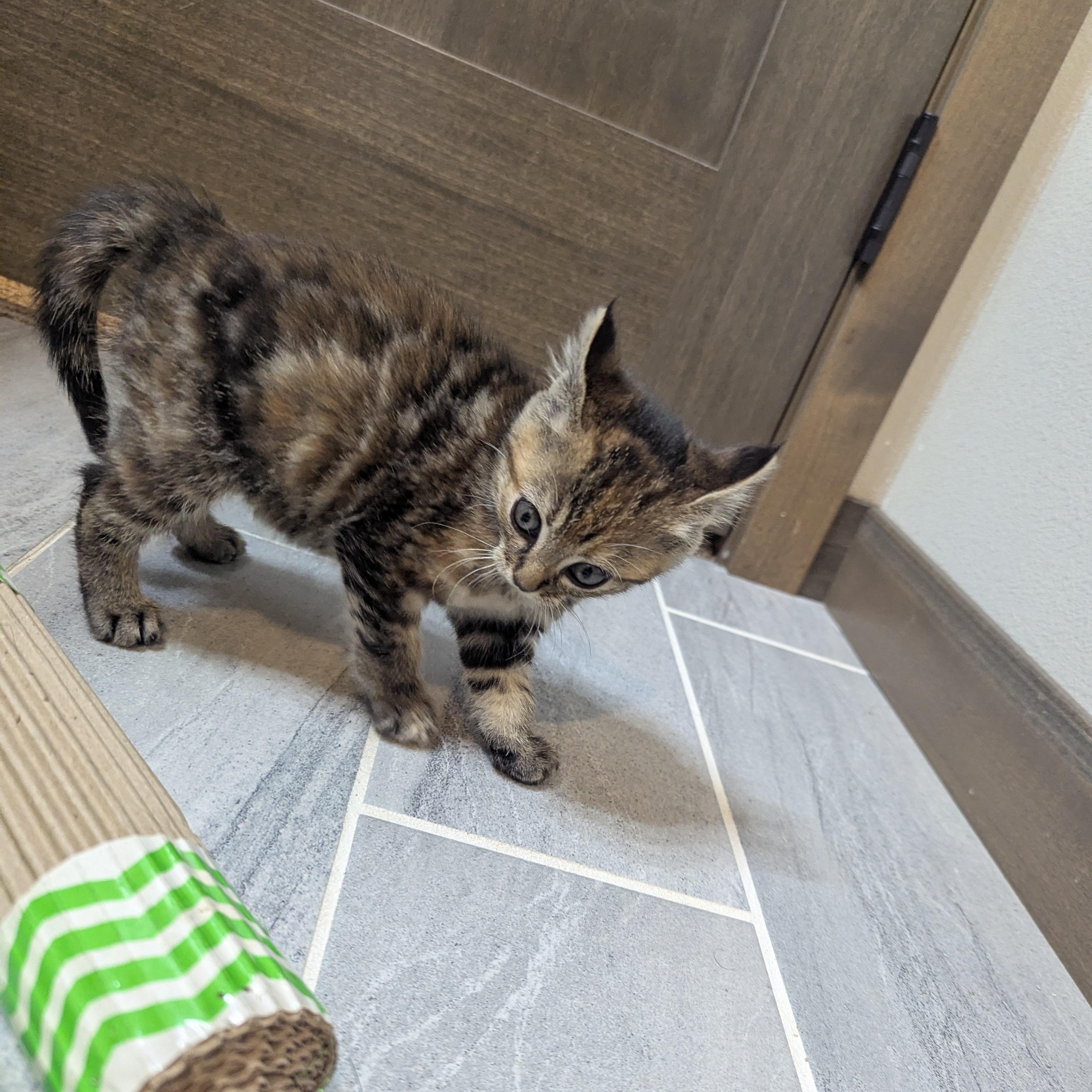 Enlarge Coyote, an adopted Domestic Medium Hair in Dickinson, ND image 2/2