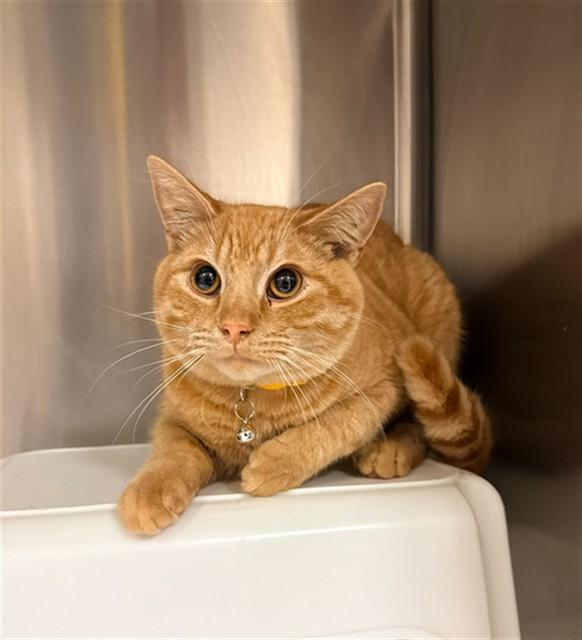 KAI, Adoptable, Young Male Domestic Short Hair.