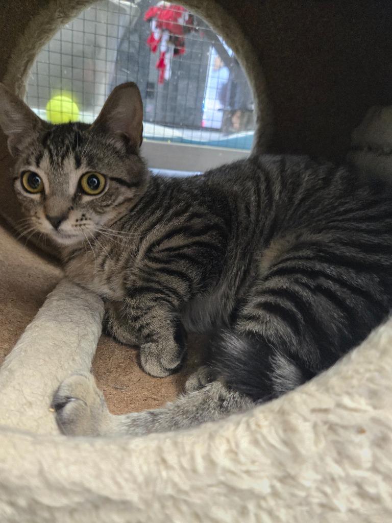 Logan, Adoptable, Kitten Male Domestic Short Hair.