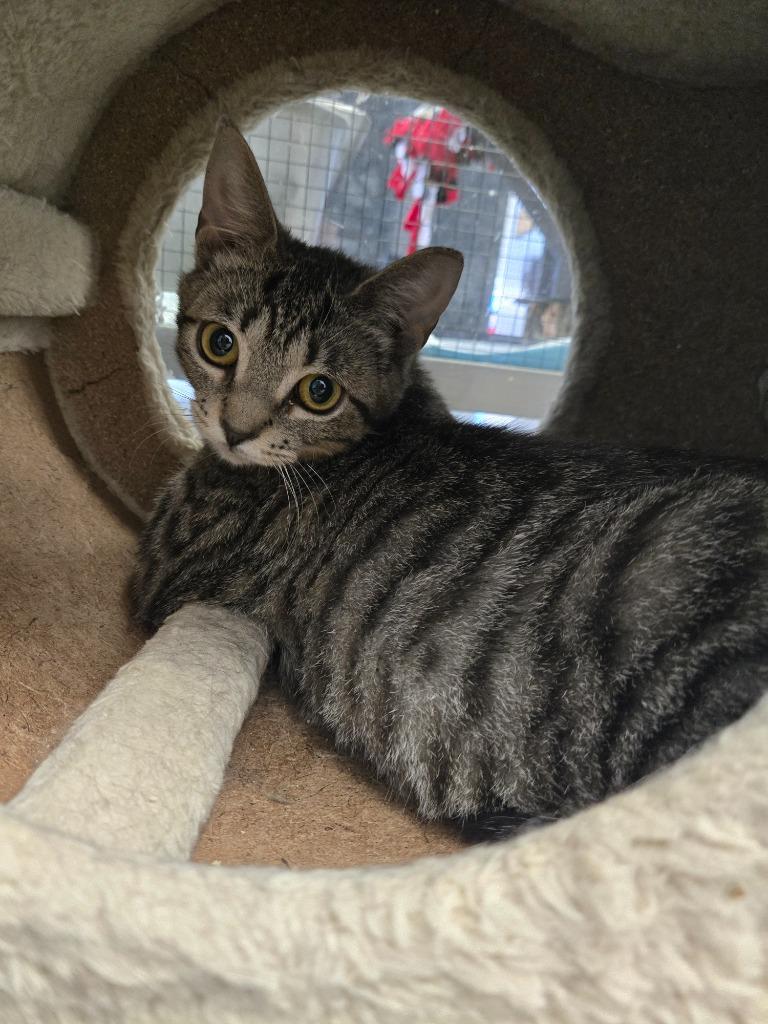 Enlarge Logan, a Adoptable mixed breed in Angola, IN image 2/3