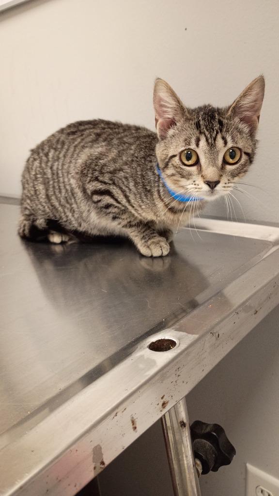 Enlarge Logan, a Adoptable mixed breed in Angola, IN image 3/3