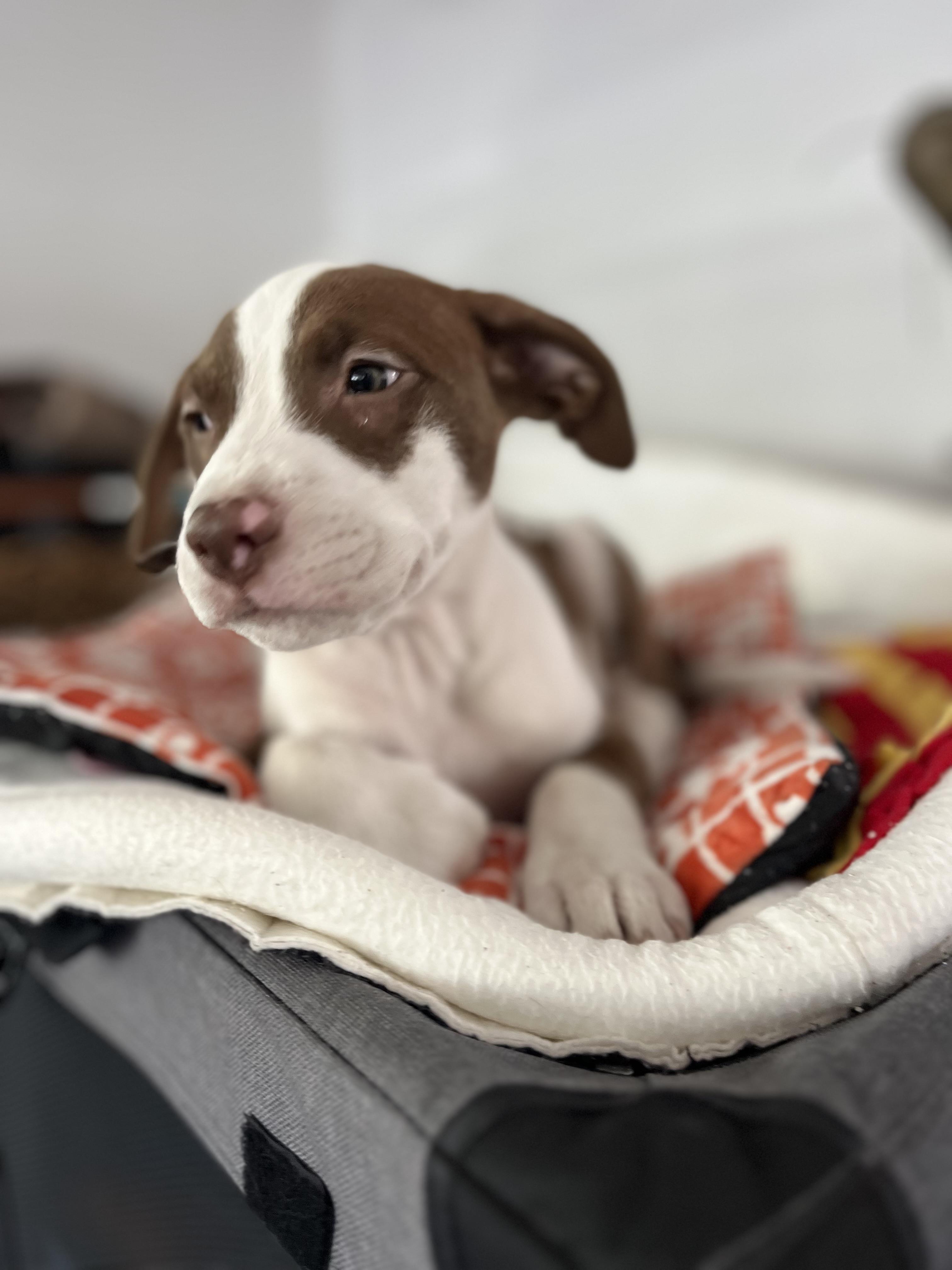 Enlarge Sirus , an adopted mixed breed in Poway, CA image 2/4