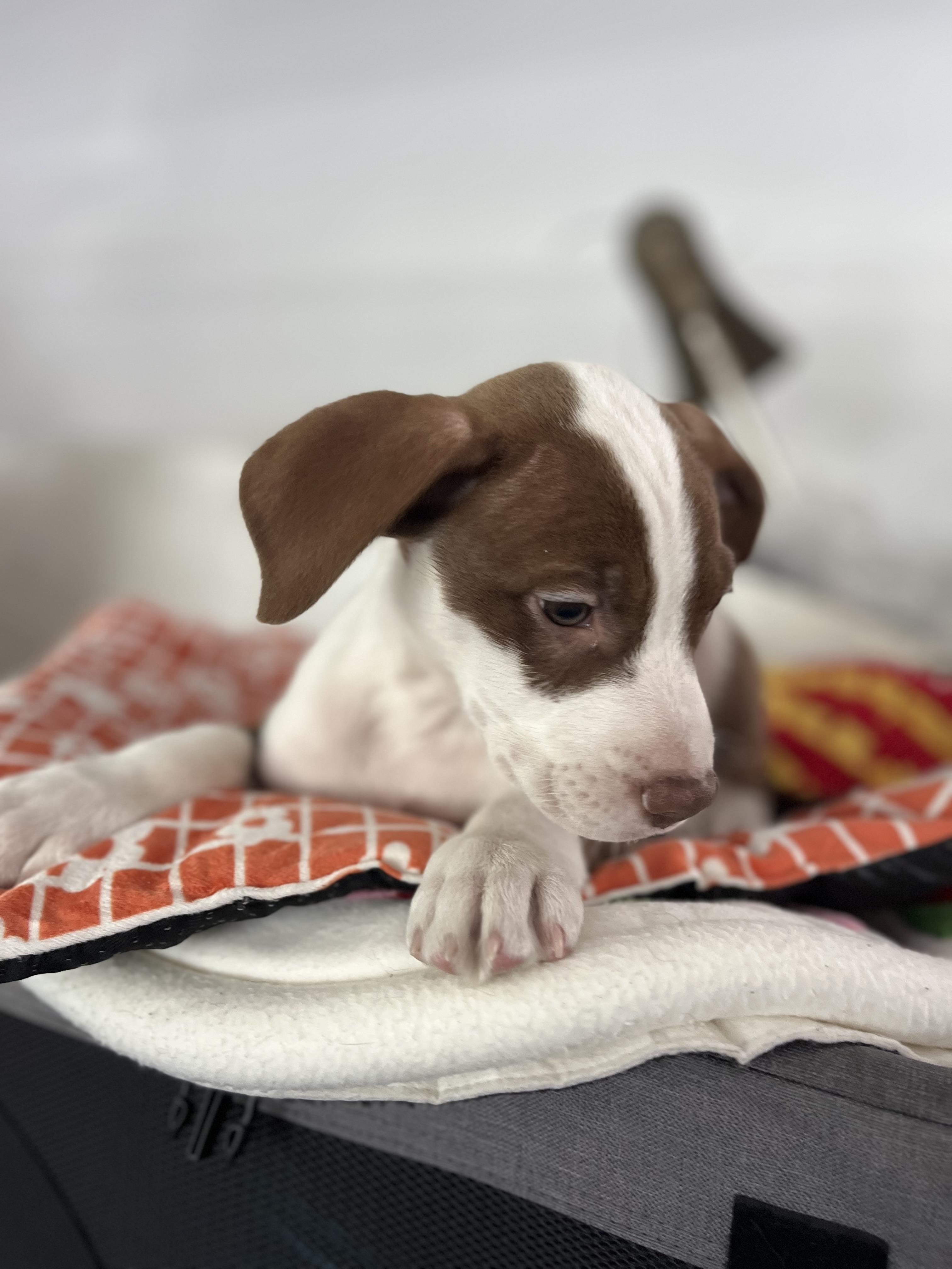 Enlarge Sirus , an adopted mixed breed in Poway, CA image 3/4